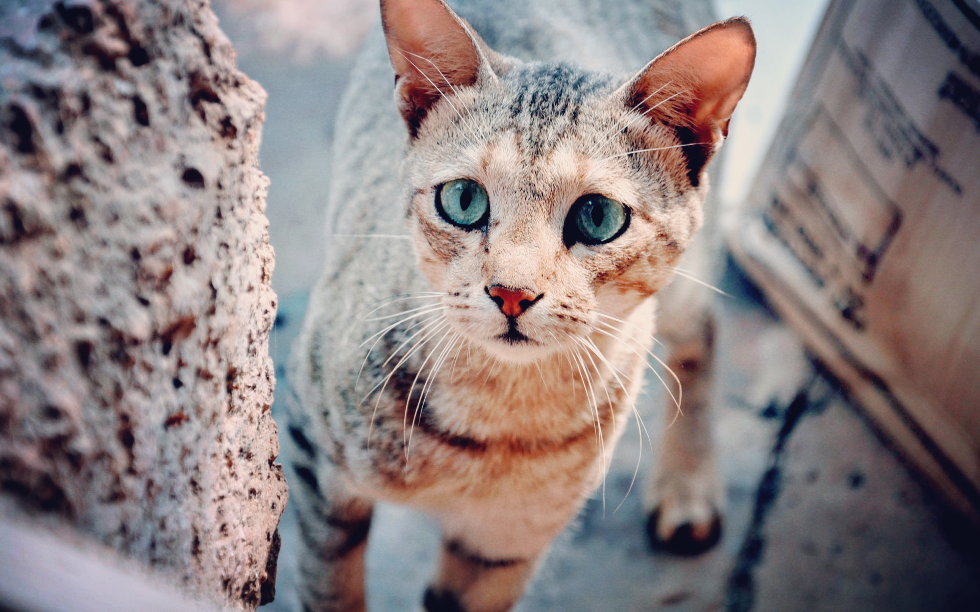 Голубоглазая серая кошка с грустным взглядом