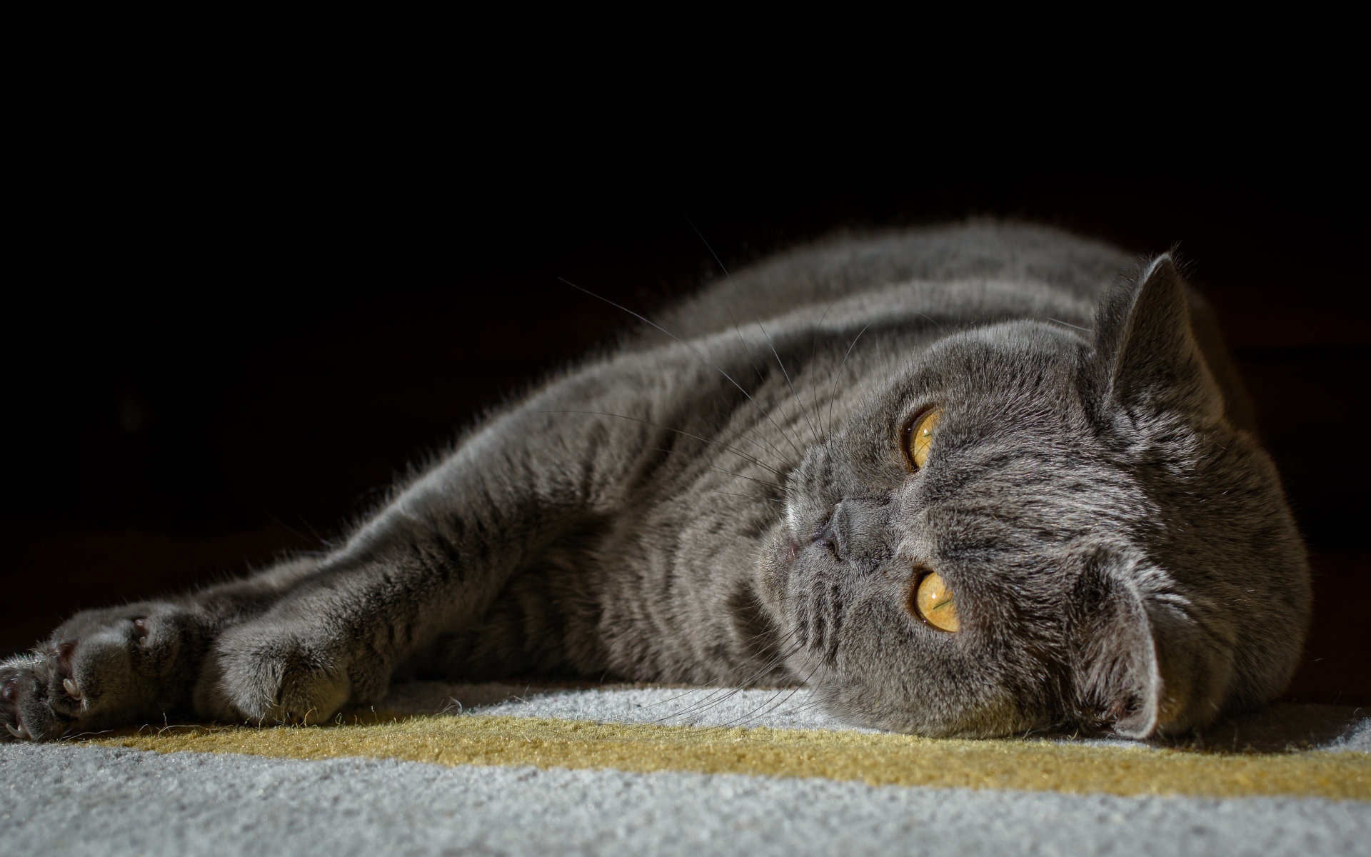 Британский кот лежит на ковру на черном фоне