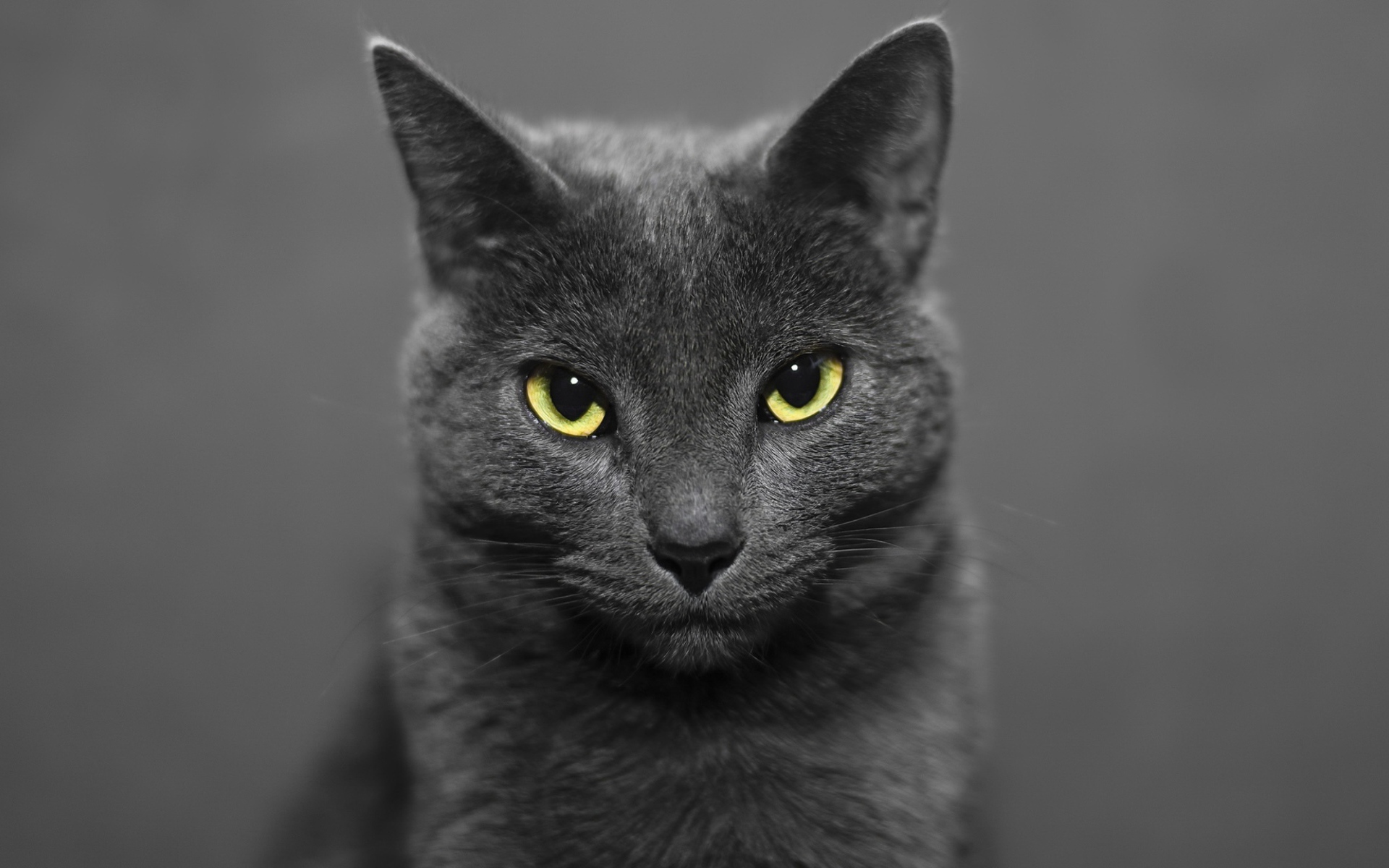 Британский кот на сером фоне