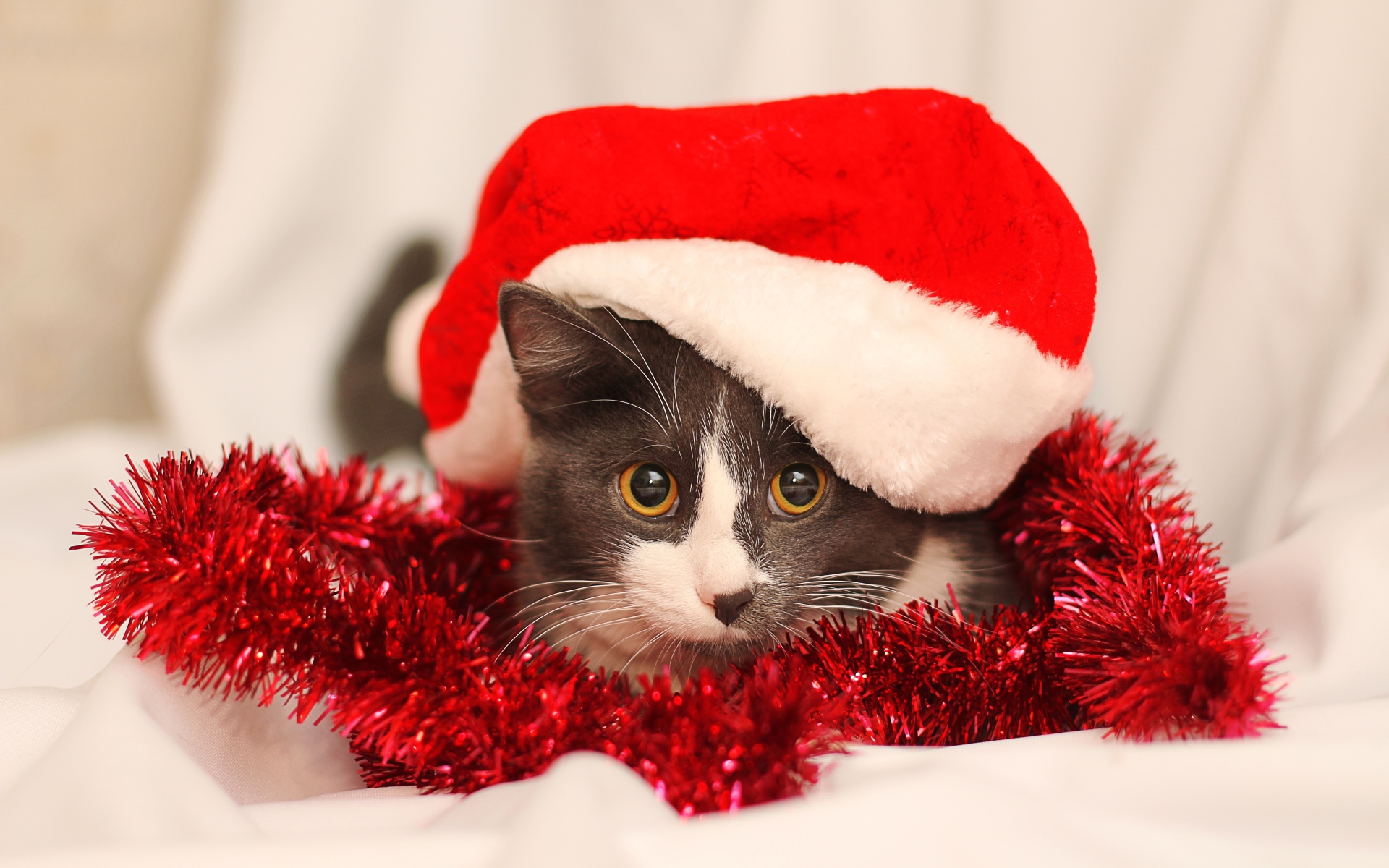 Кот в красной новогодней шапке с мишурой