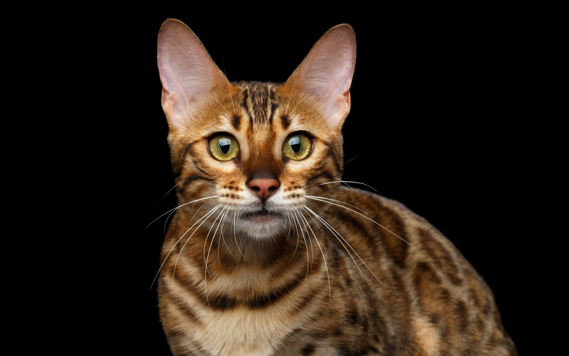 Дорогая Бенгальская кошка на черном фоне