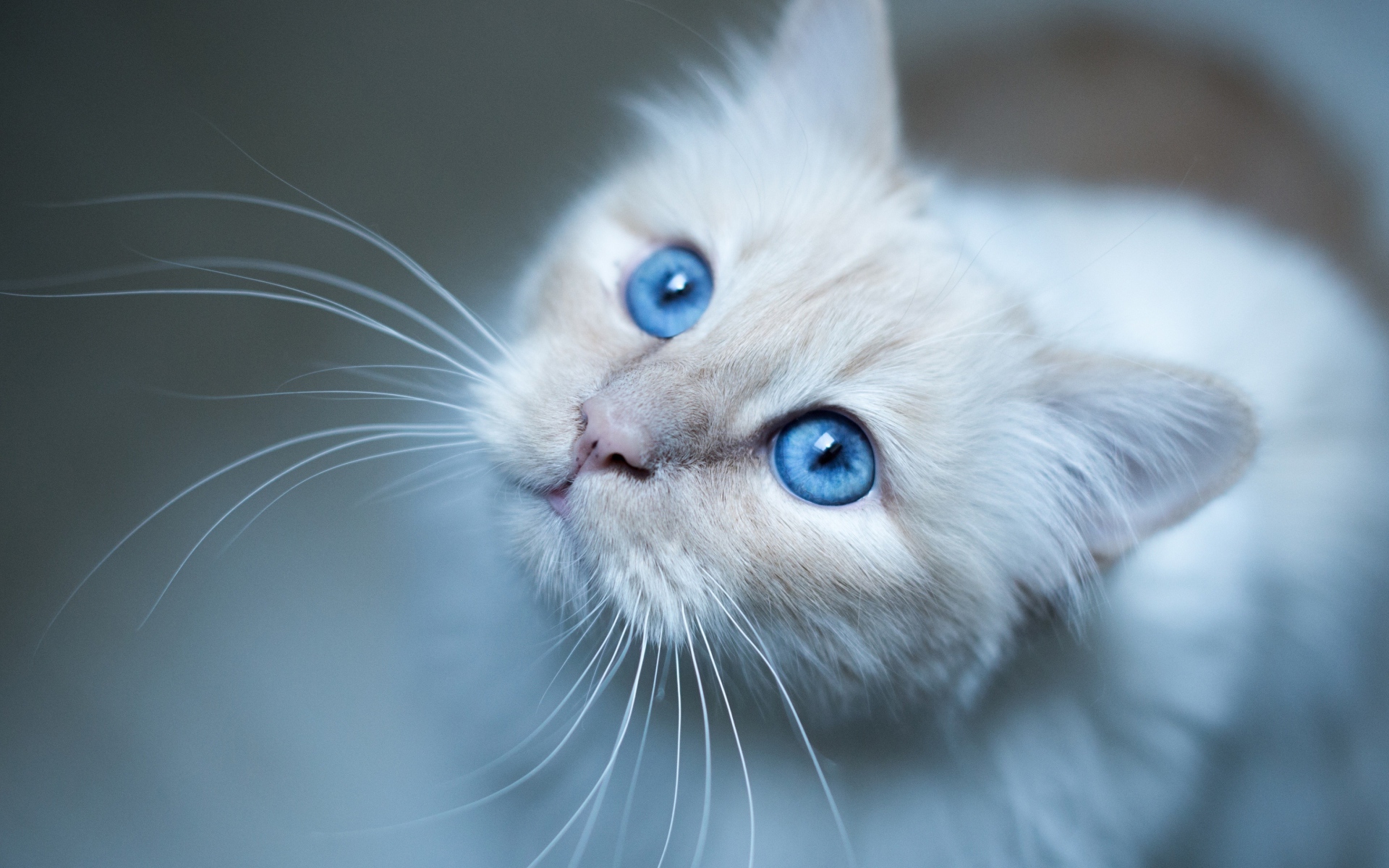 Выразительный взгляд красивой голубоглазой кошки