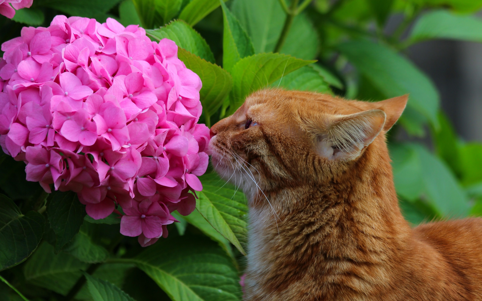Рыжий кот нюхает розовый цветок гортензии