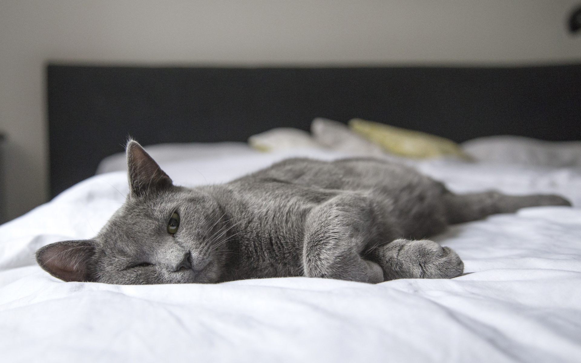 Серый кот спит на белой постели