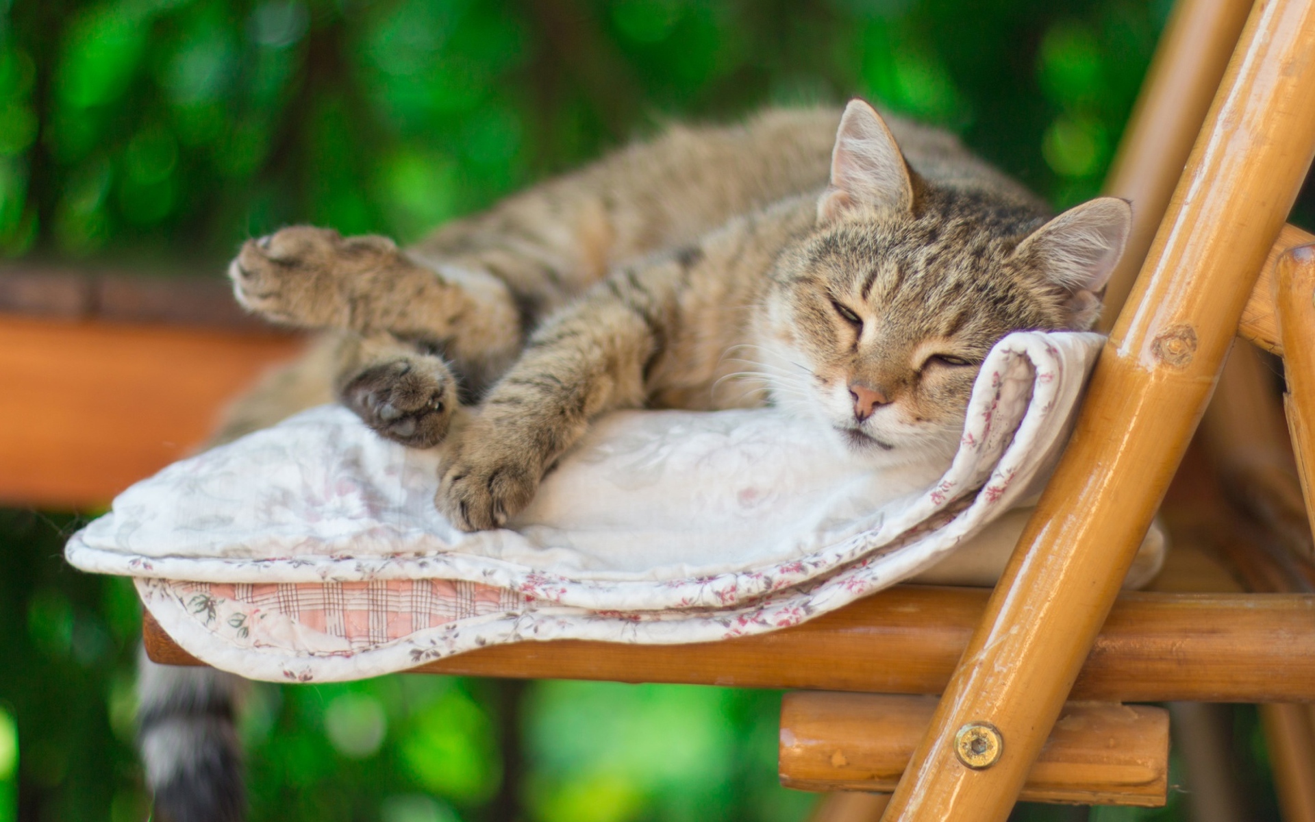 Серый кот спит на лавке