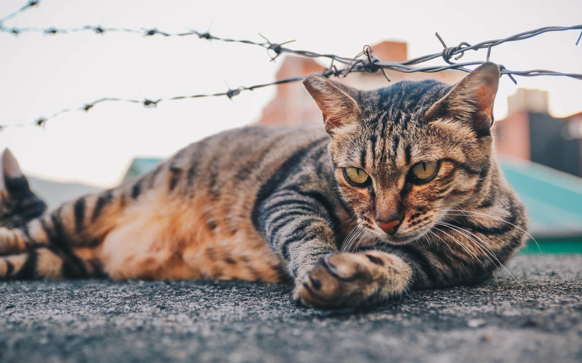 Серый кот лежит под колючей проволокой