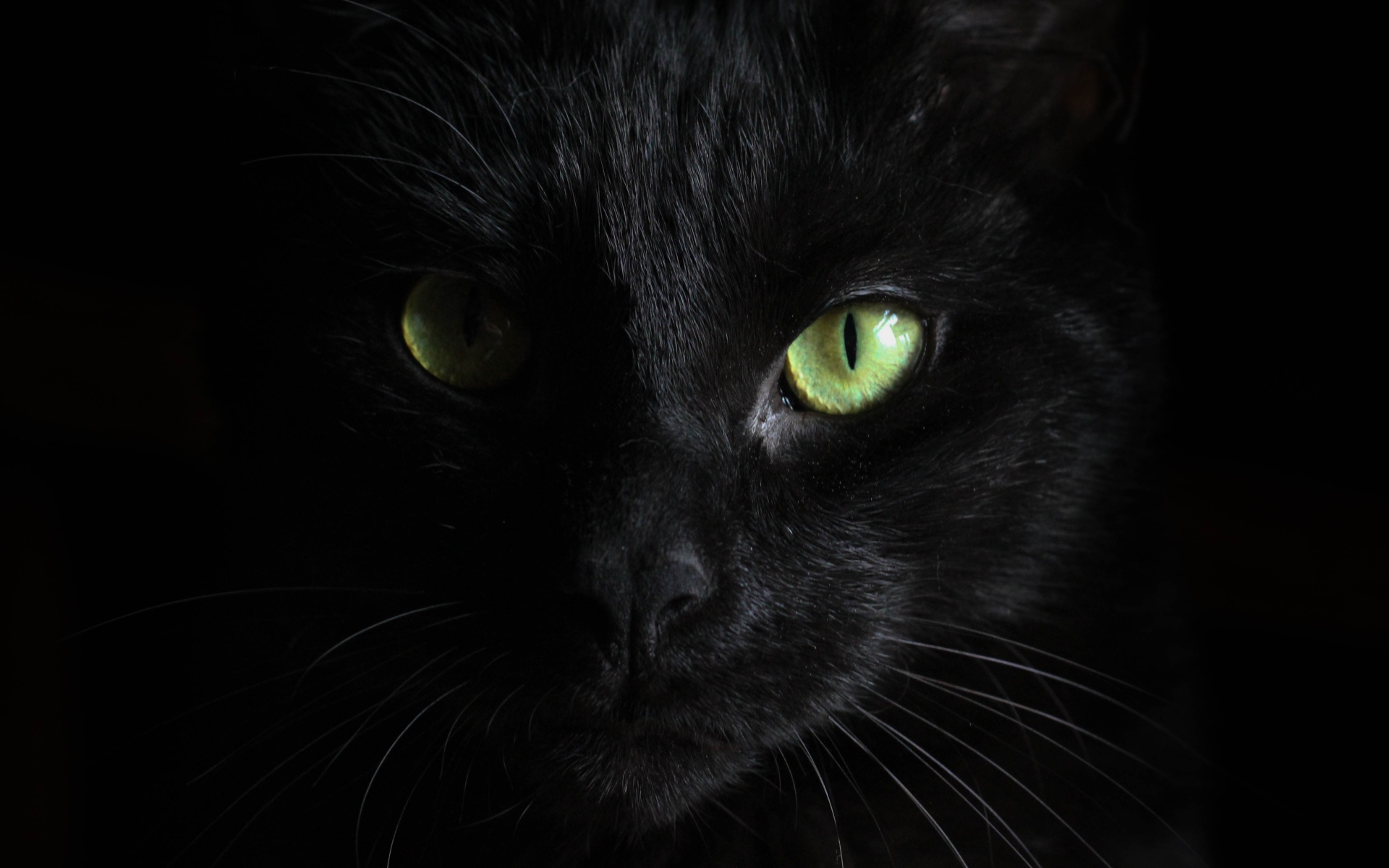 Голова черного зеленоглазого кота на черном фоне