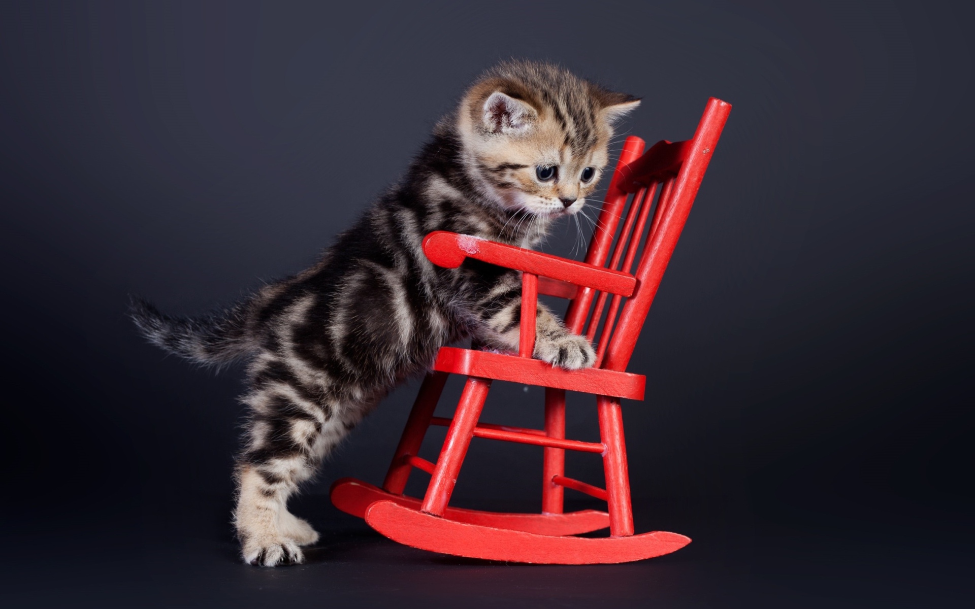 Маленький шотландский котенок на красном игрушечном кресле