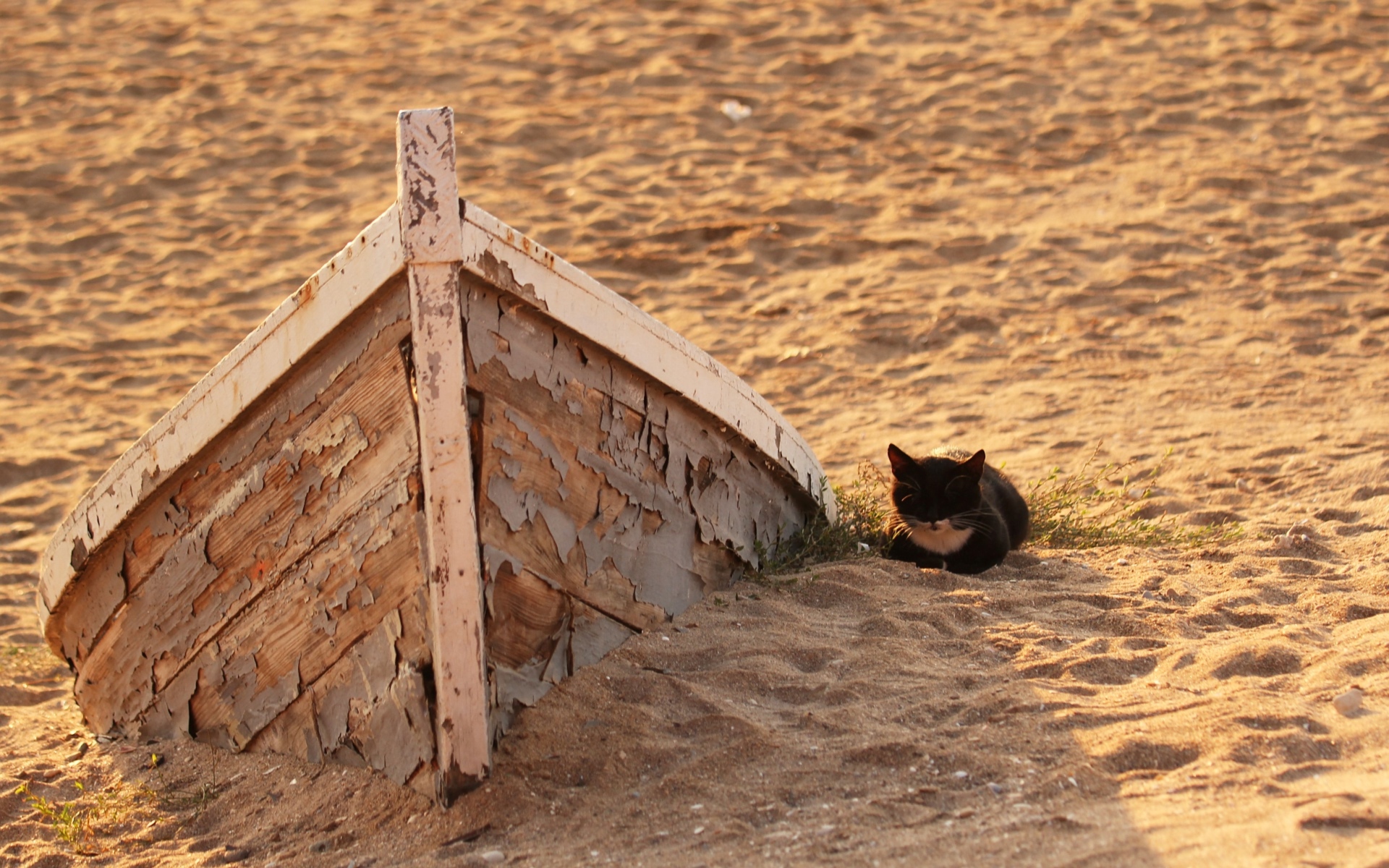Маленький черный котенок на песке у старой лодки