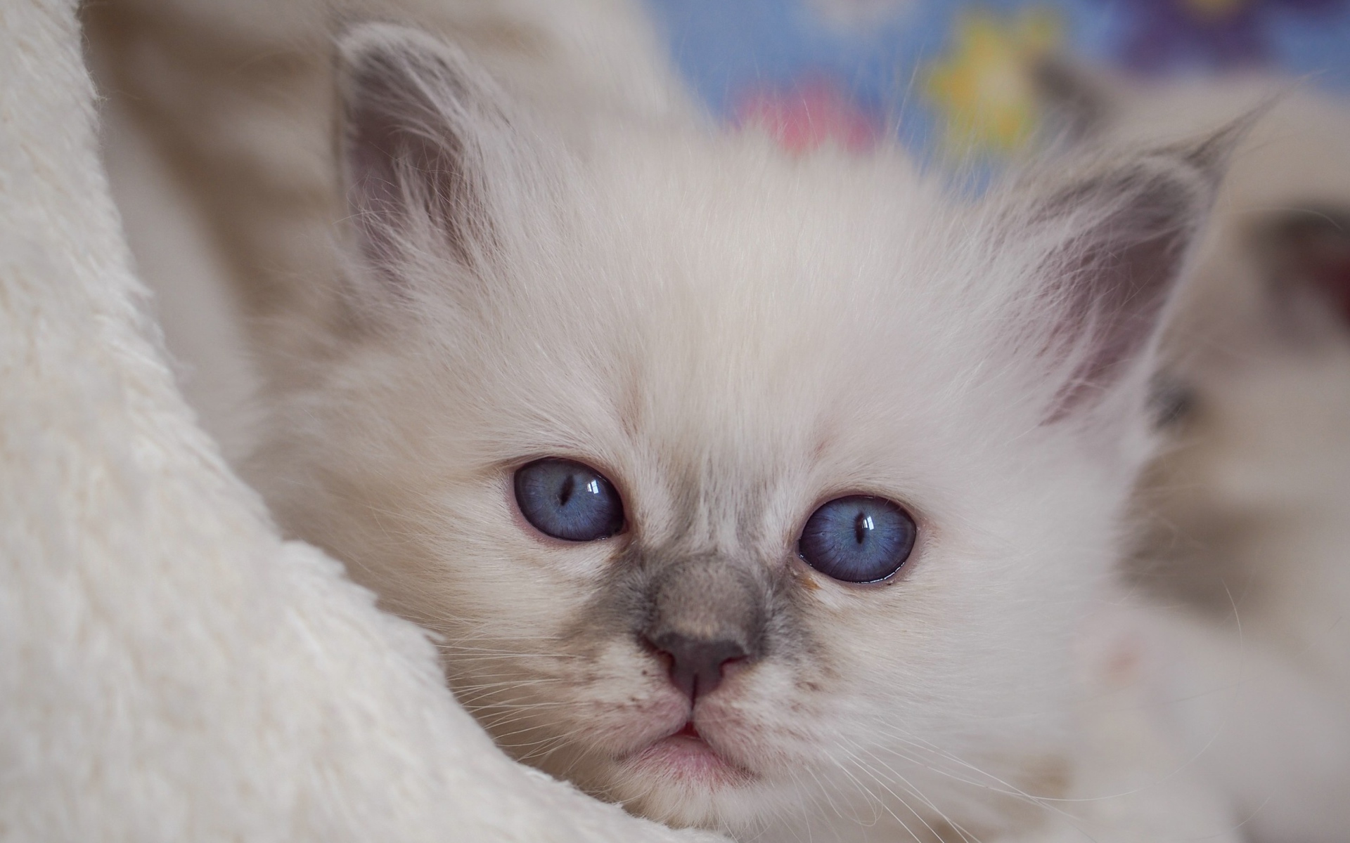 Маленький милый голубоглазый котенок