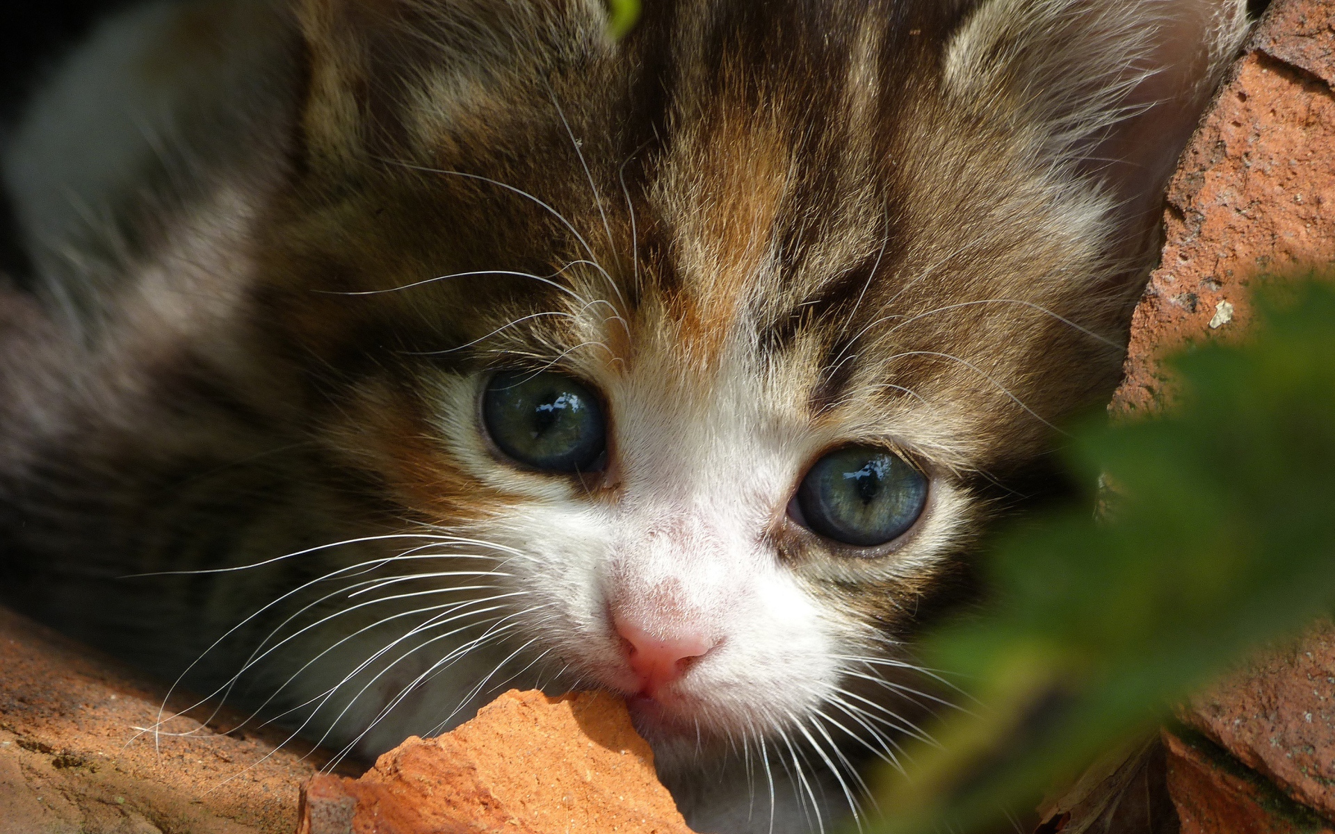 Маленький забавный котенок