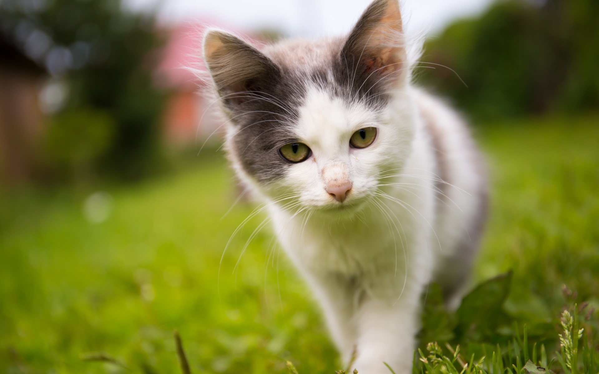 Маленький котенок на зеленой траве 