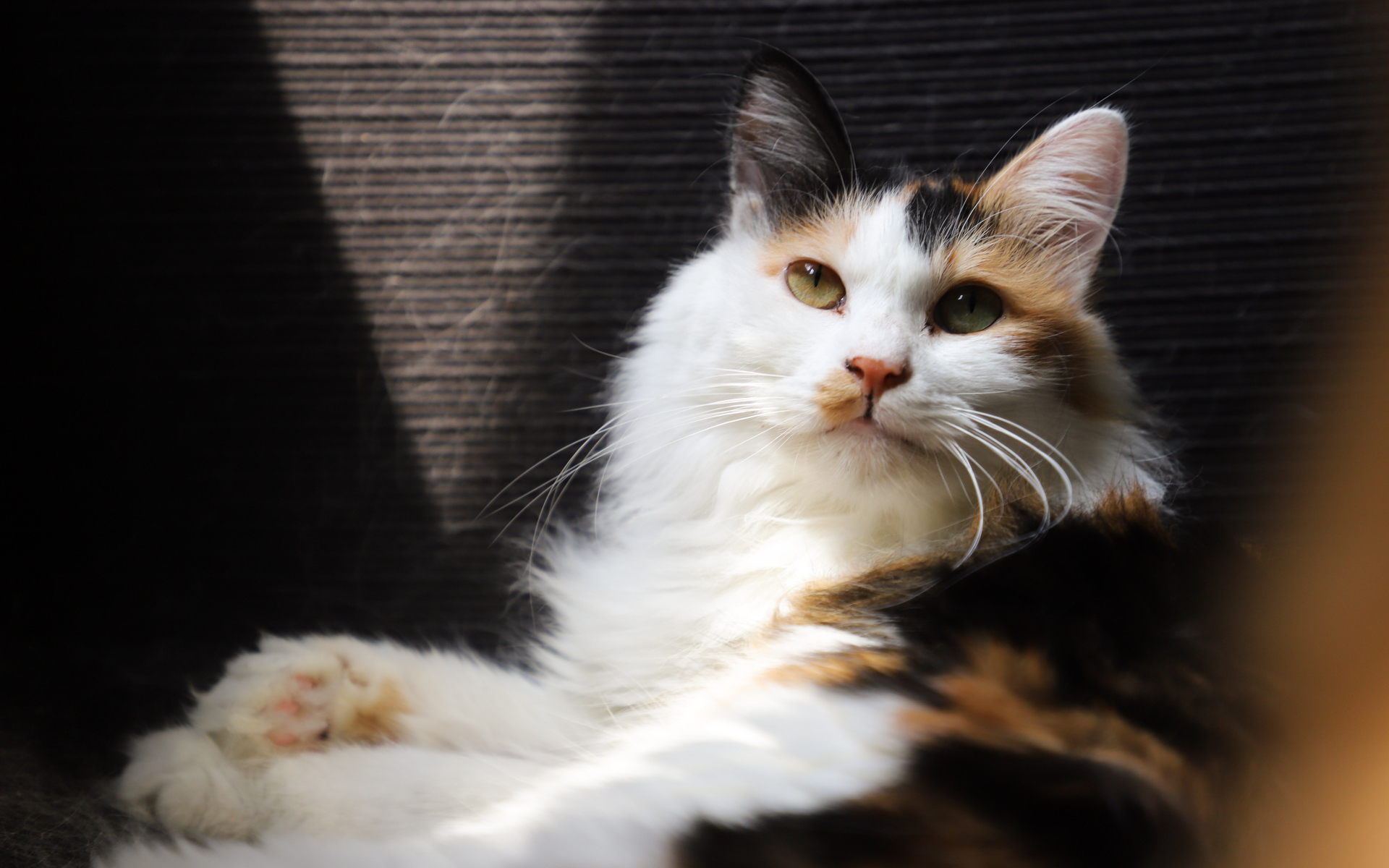 Взгляд красивой трехцветной кошки