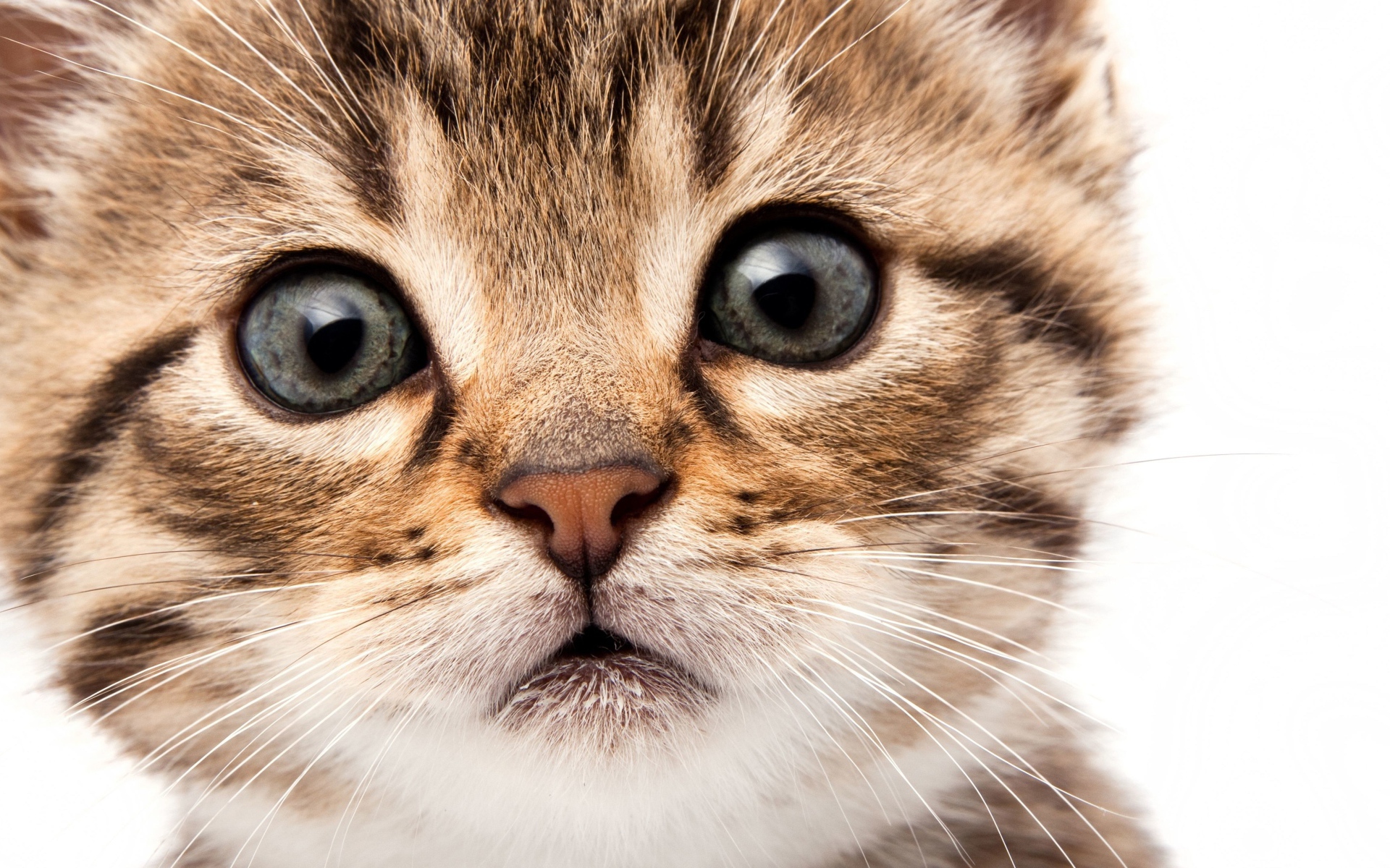 Морда маленького милого котенка на белом фоне крупным планом