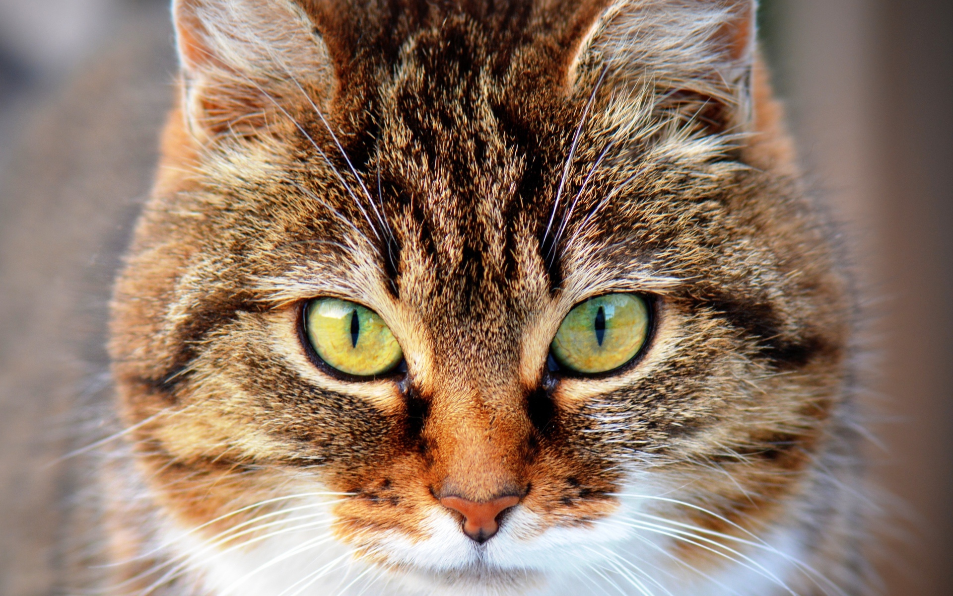 Морда красивого серого кота с желтыми глазами