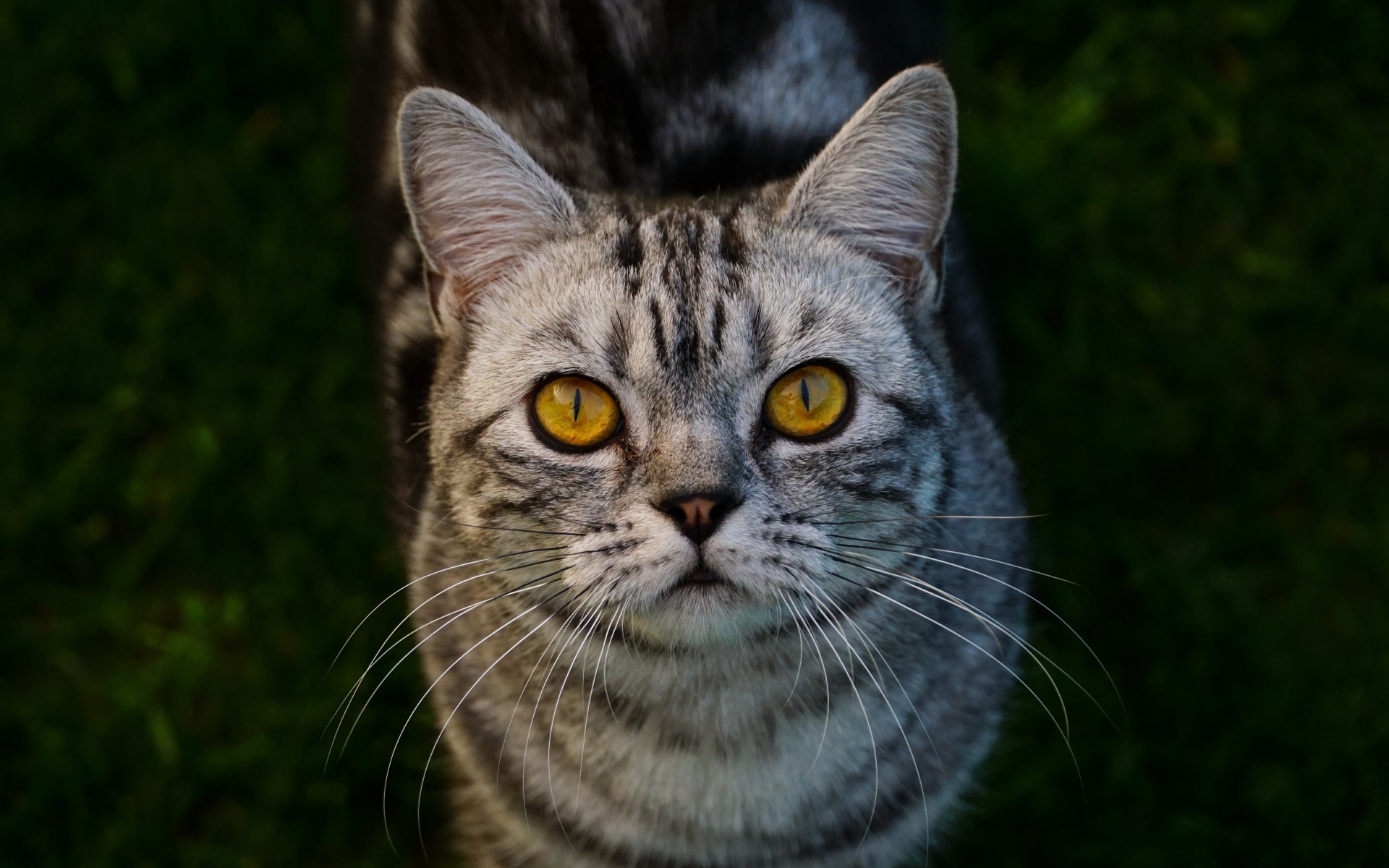 Породистый серый кот с желтыми глазами на зеленой траве