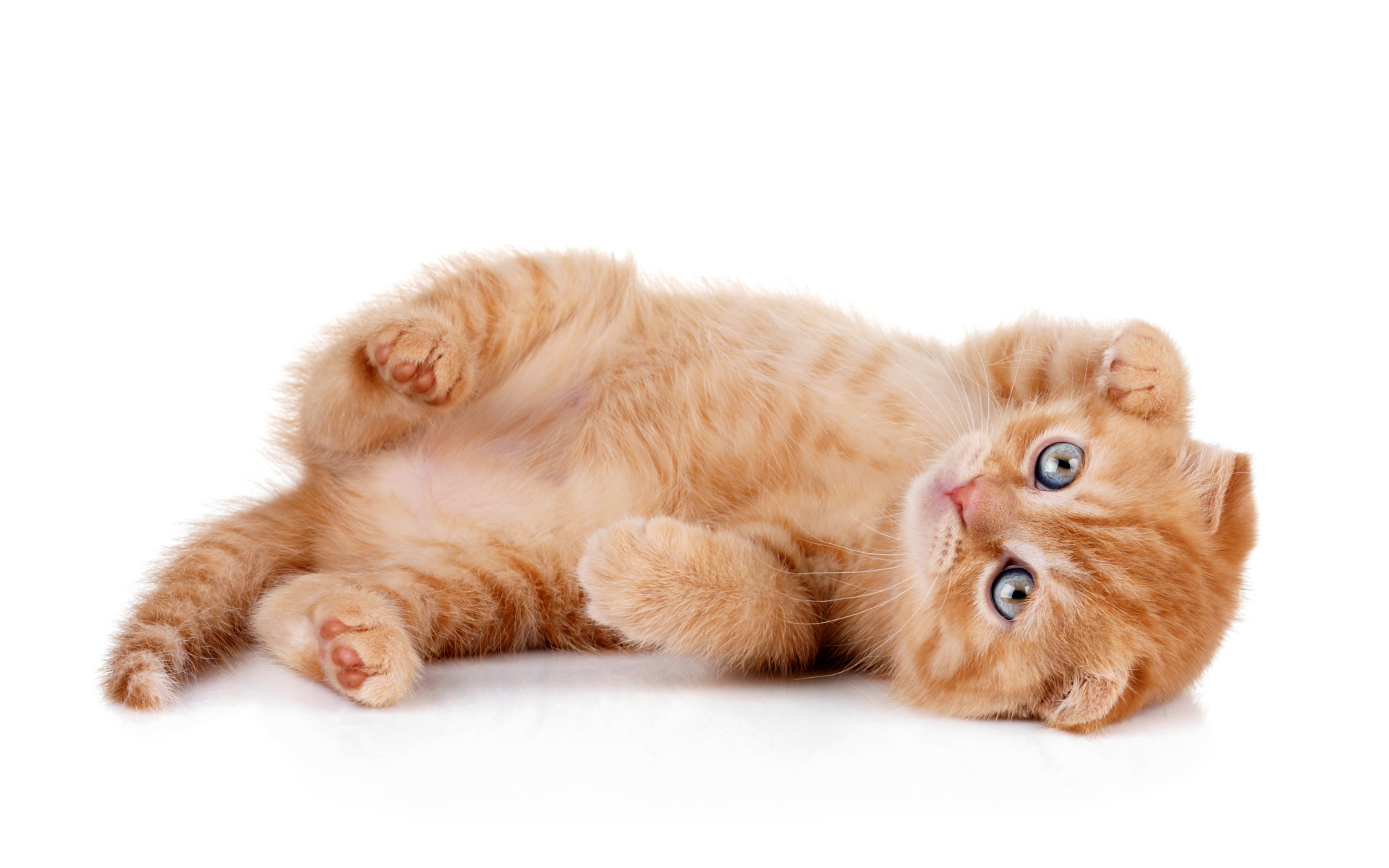 Породистый рыжий котенок на белом фоне