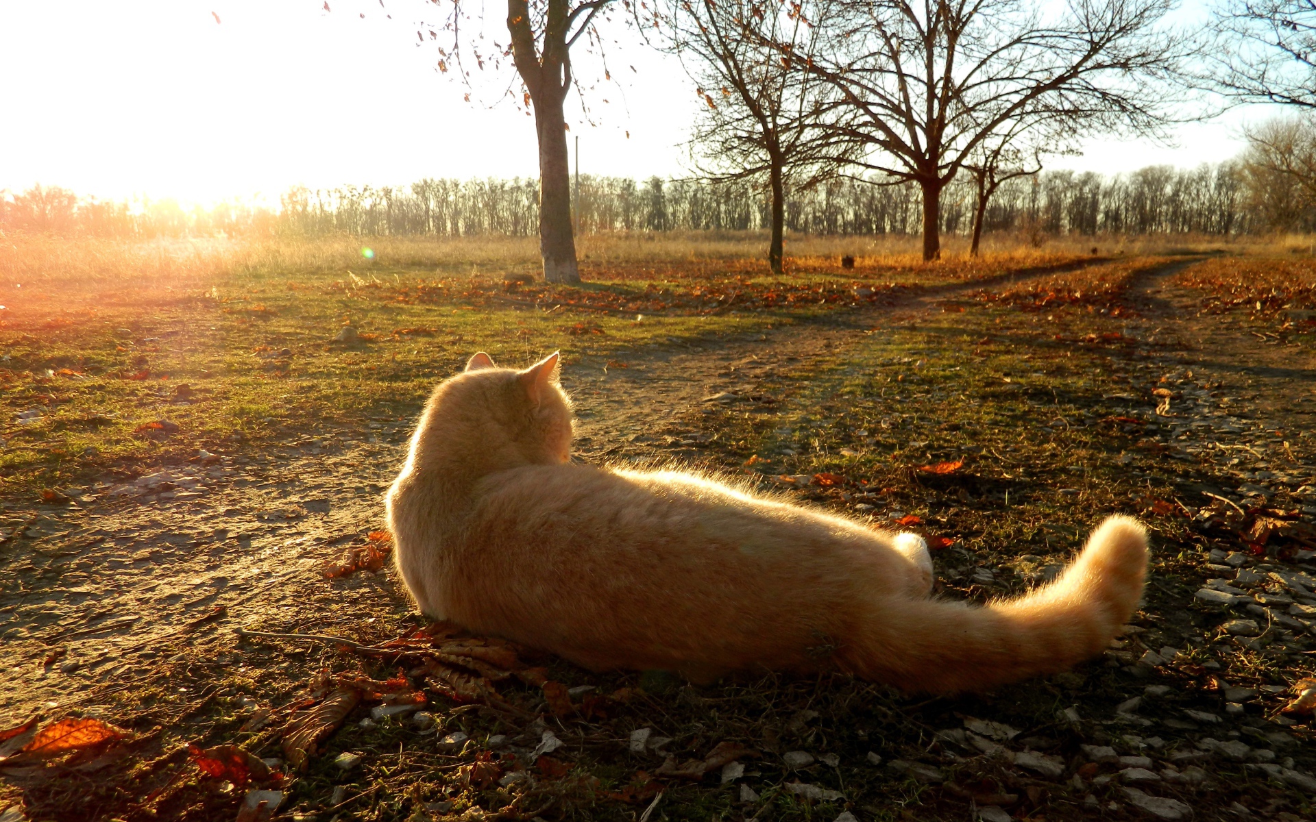 Рыжий кот лежит на земле в лучах осеннего солнца