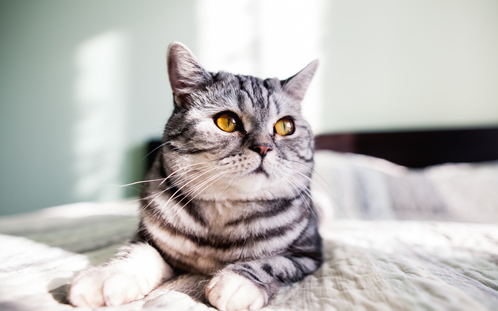 Шотландский кот лежит на кровати