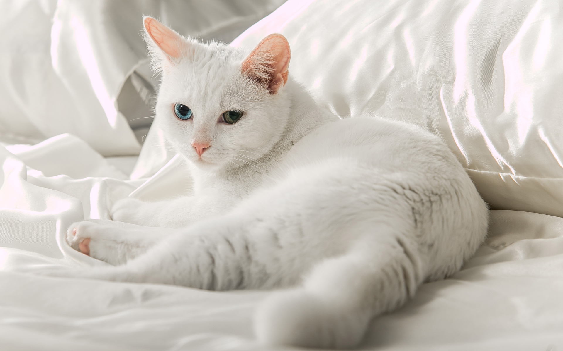 Белая кошка породы ангора лежит на кровати 