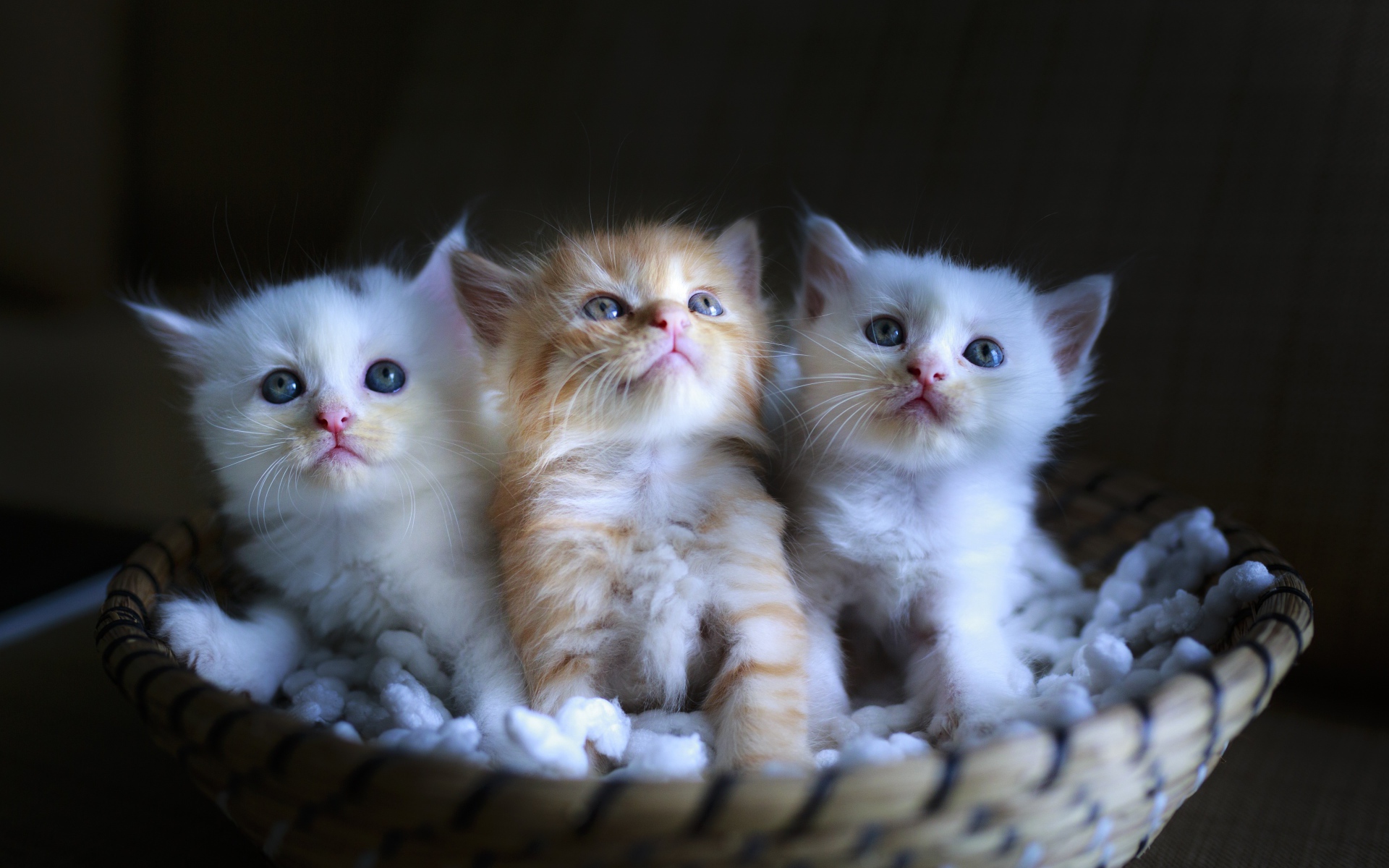 Три маленьких котенка в корзине