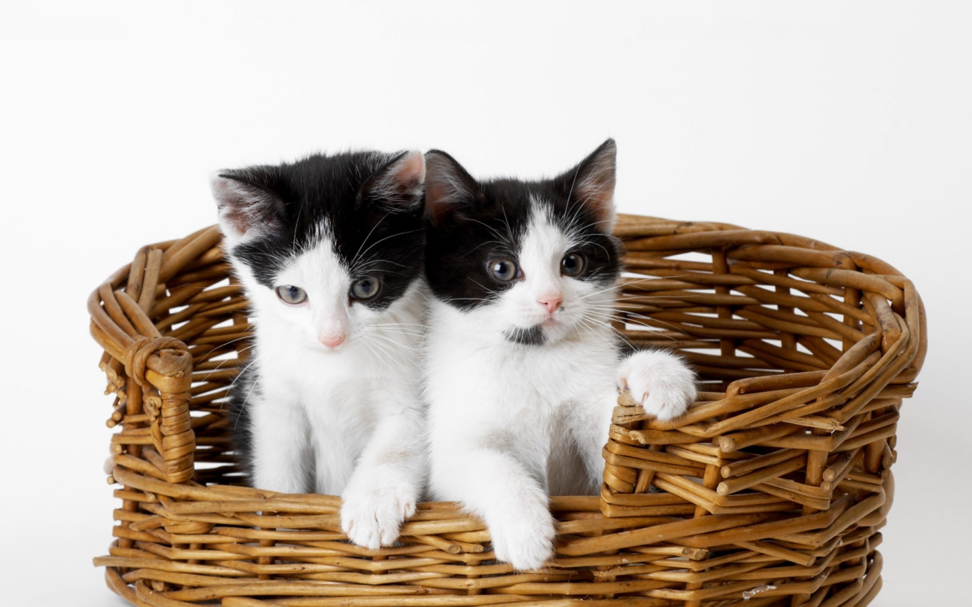 Два милых черно белых котенка в плетеной корзине на сером фоне