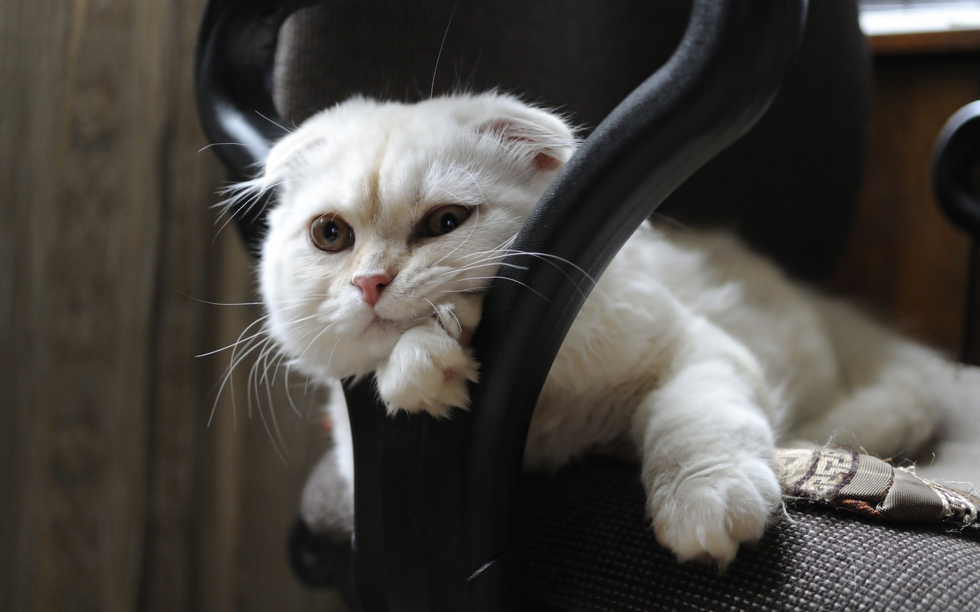 Белая шотландская вислоухая кошка лежит в кресле