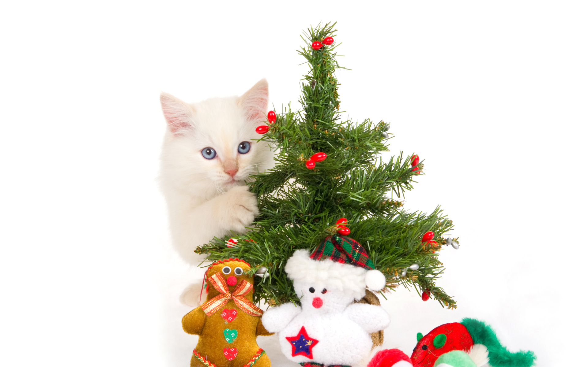 Белый котенок с новогодней елкой и игрушками на белом фоне