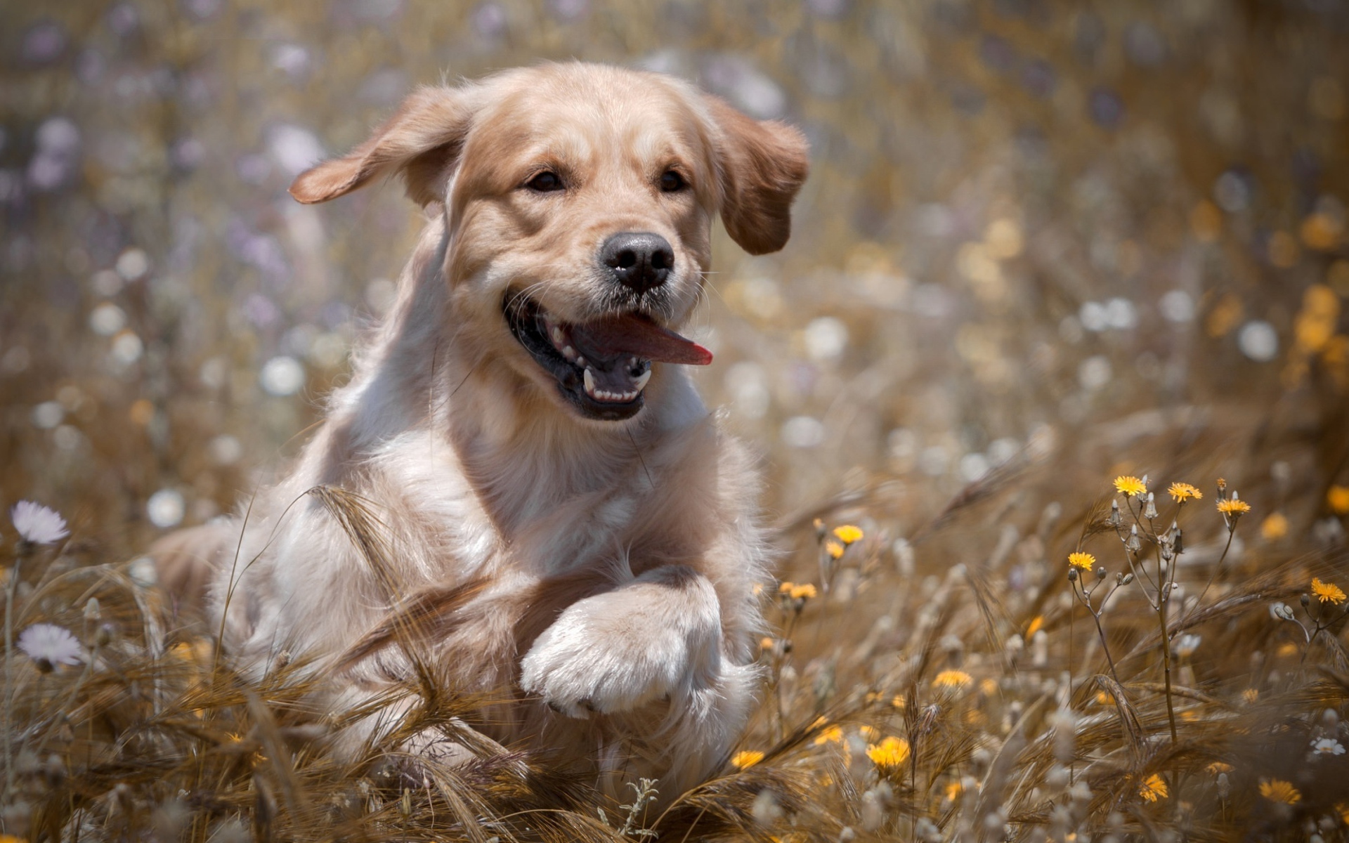 Веселый золотистый ретривер бежит по пшеничному полю