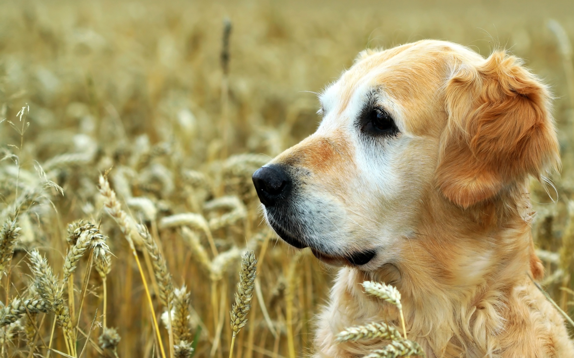 Собака породы золотистый ретривер сидит в поле пшеницы