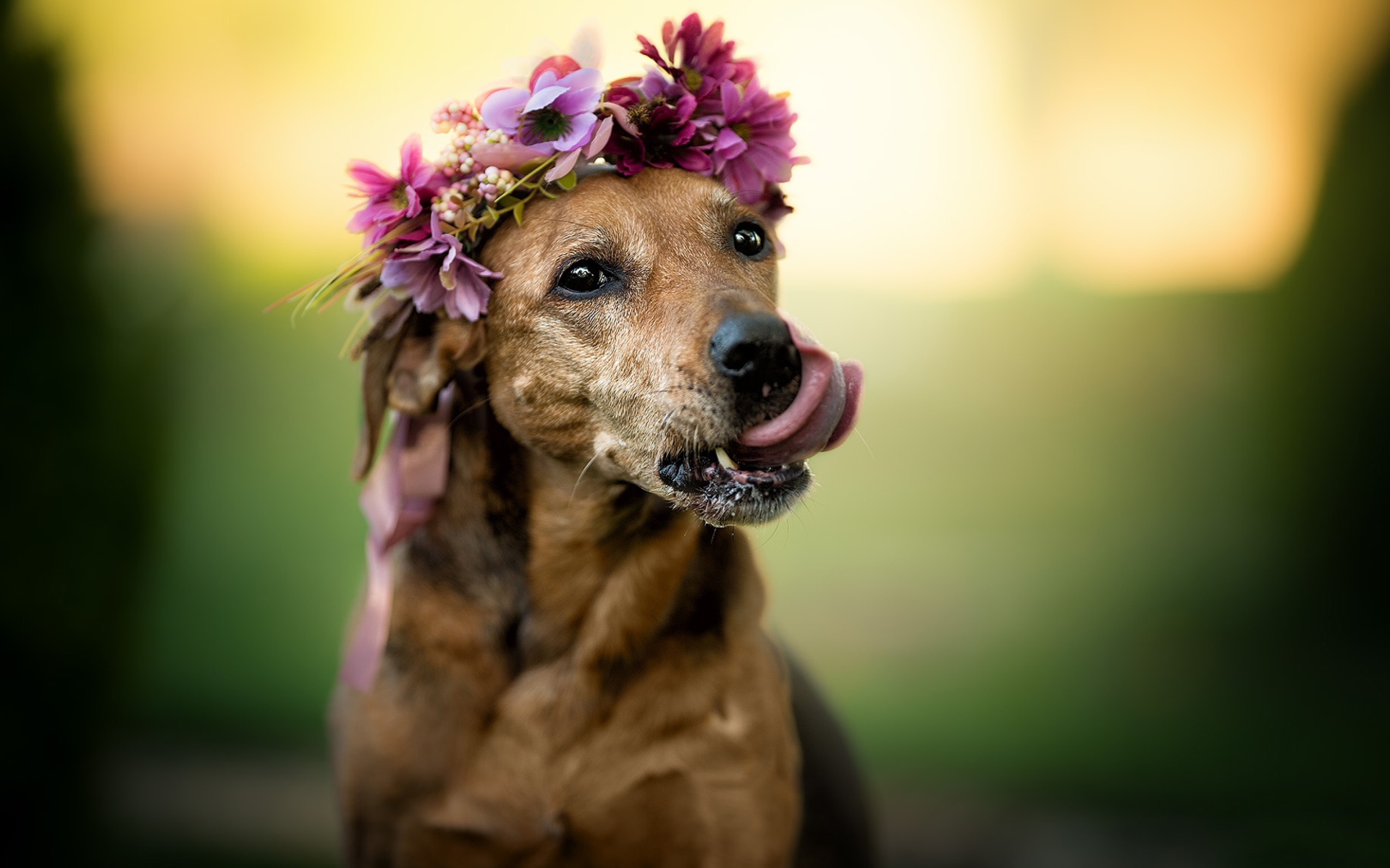 Собака с высунутым языком с венком на голове 