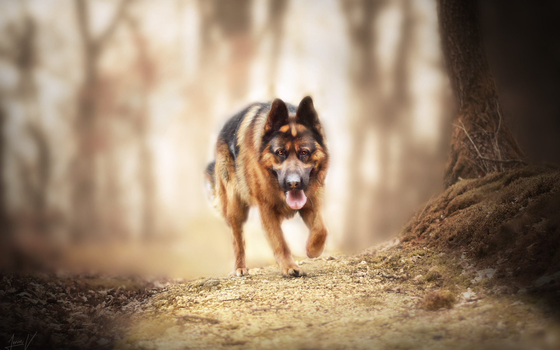 Большая немецкая овчарка бежит по лесной дороге 