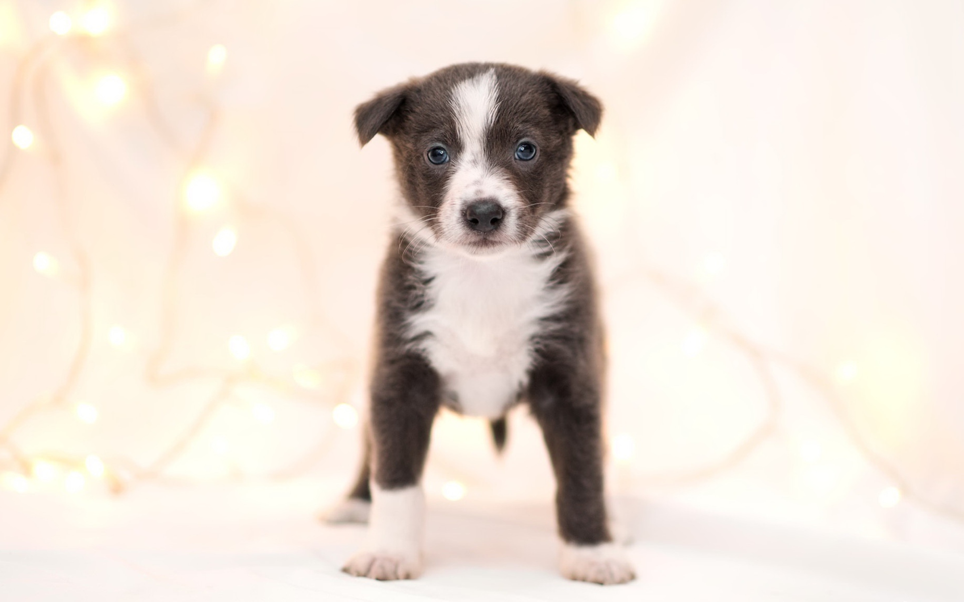 Маленький забавный щенок