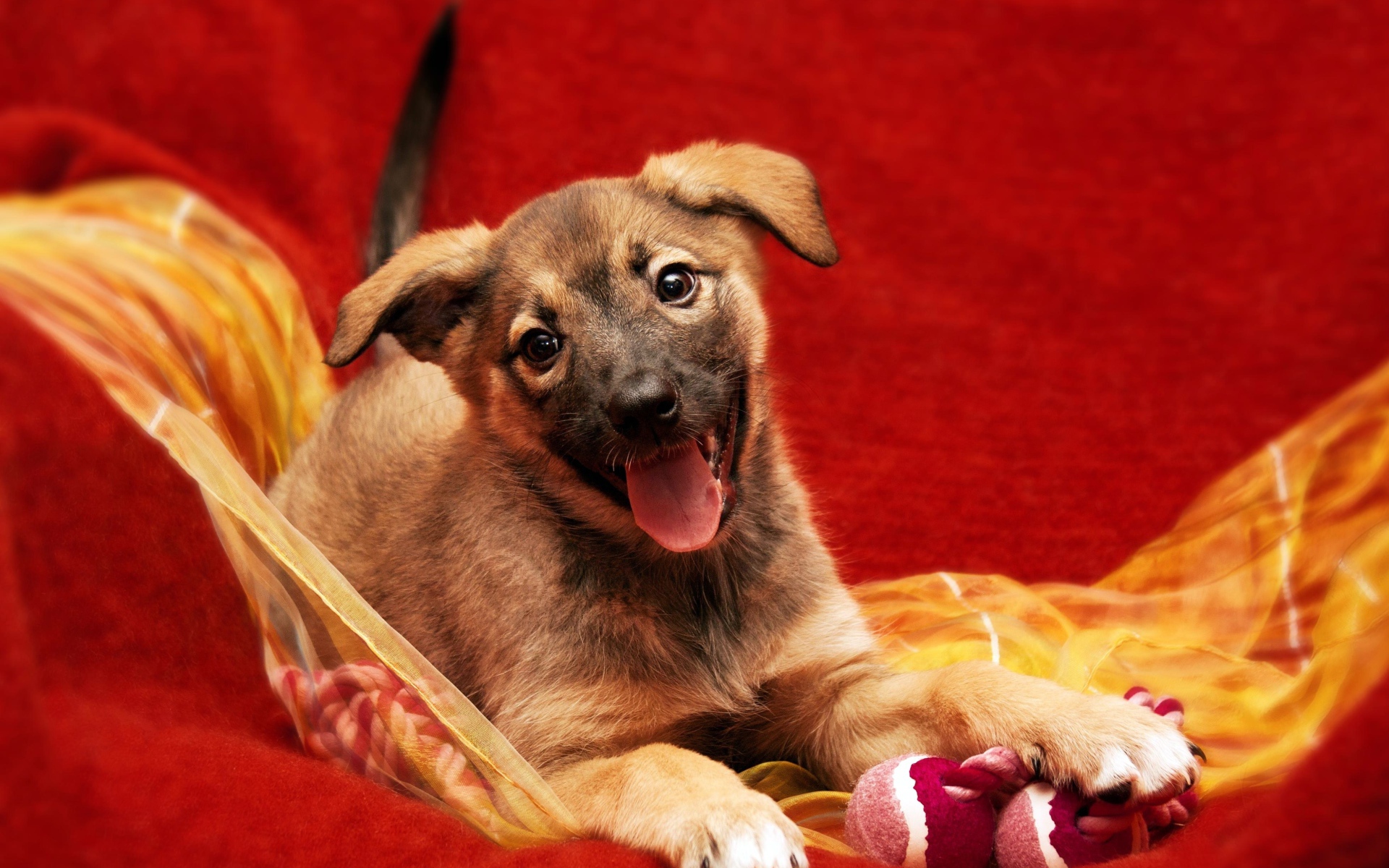 Маленький забавный щенок с высунутым языком