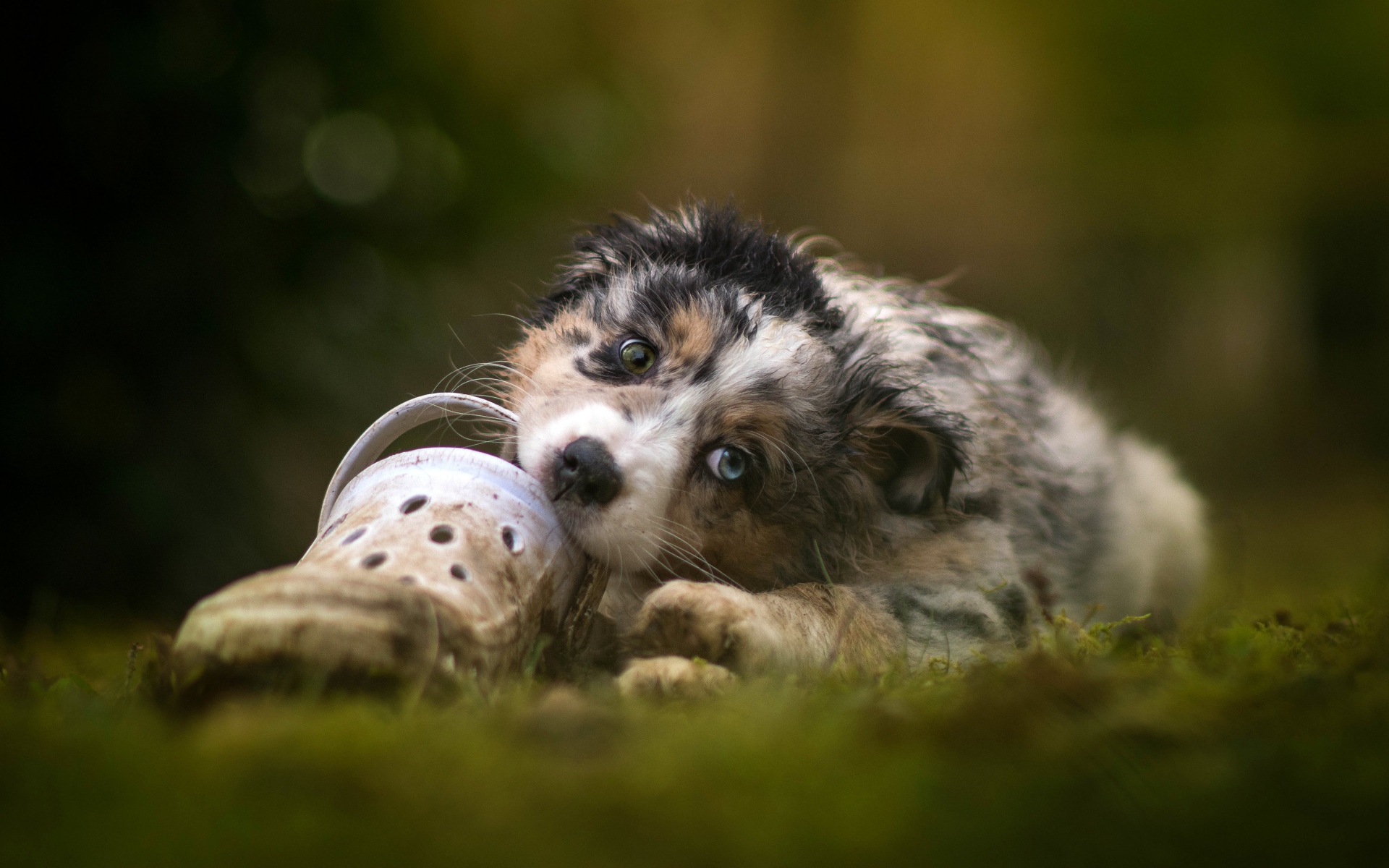 A little puppy of australian shepherd nibbles shoes
