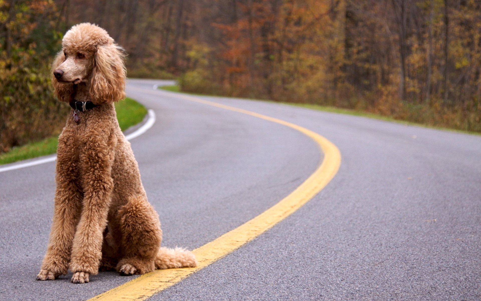 Пудель сидит на дороге