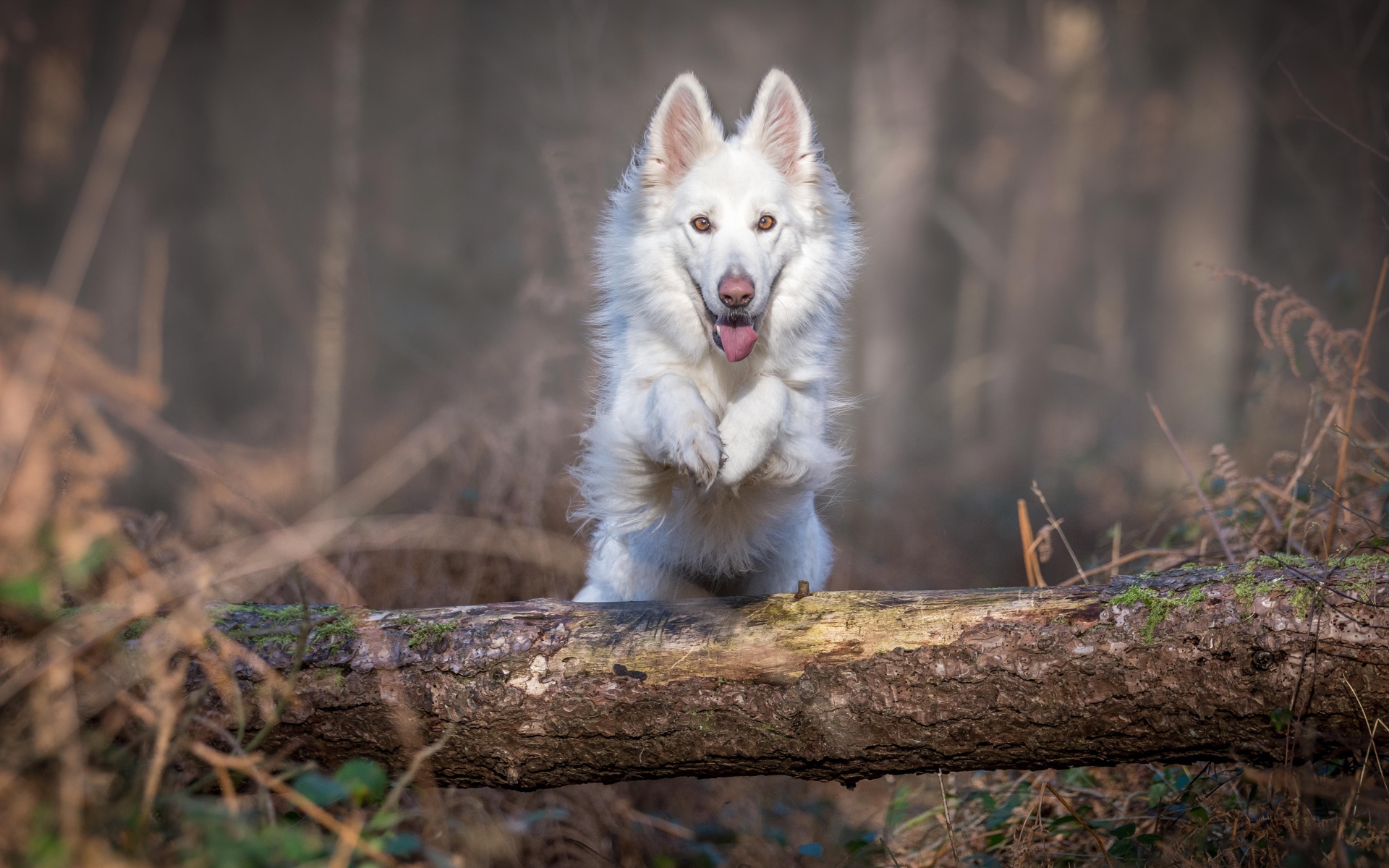 Белая овчарка перепрыгивает через упавшее дерево 