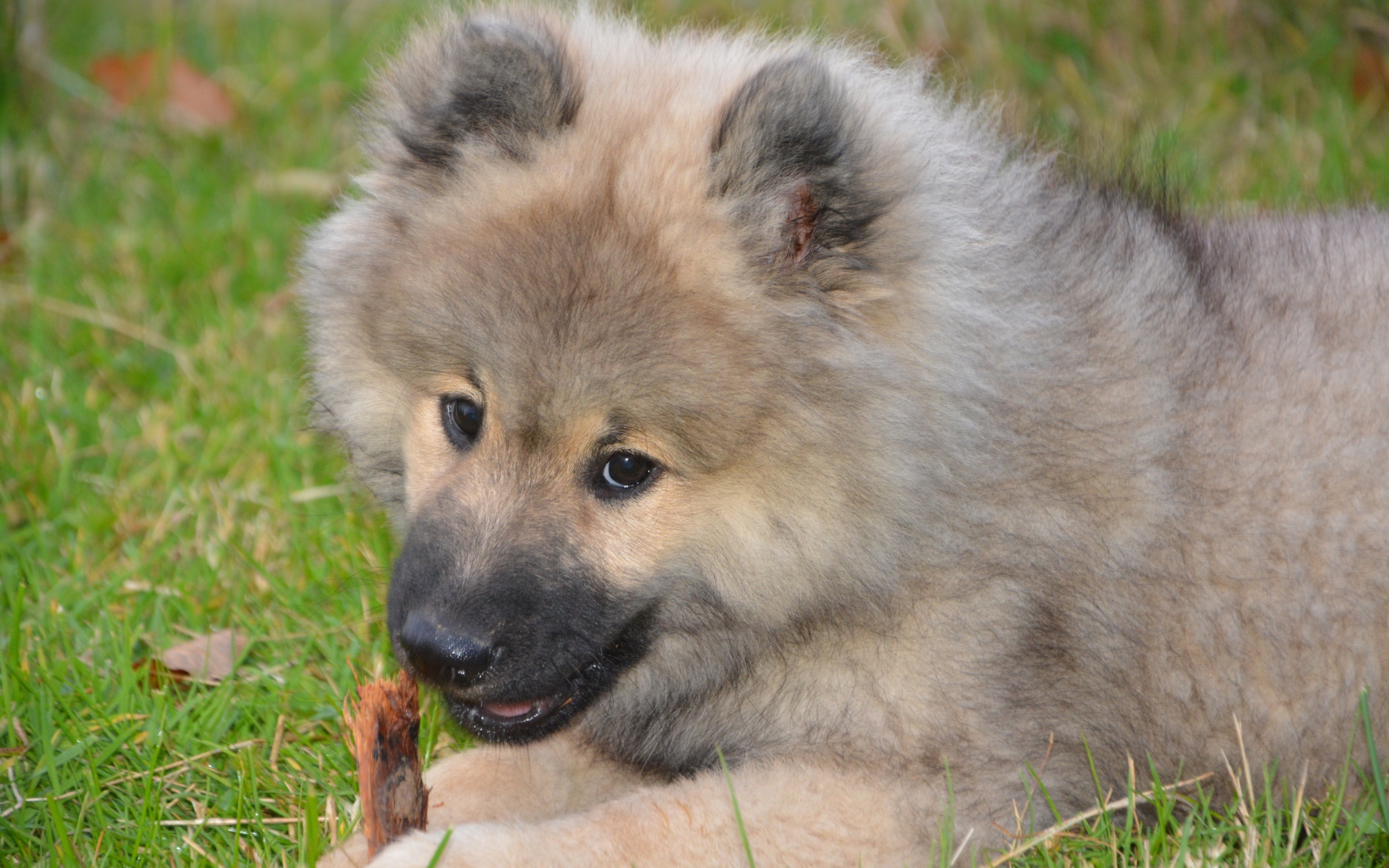 Большой пушистый щенок грызет палку на зеленой траве
