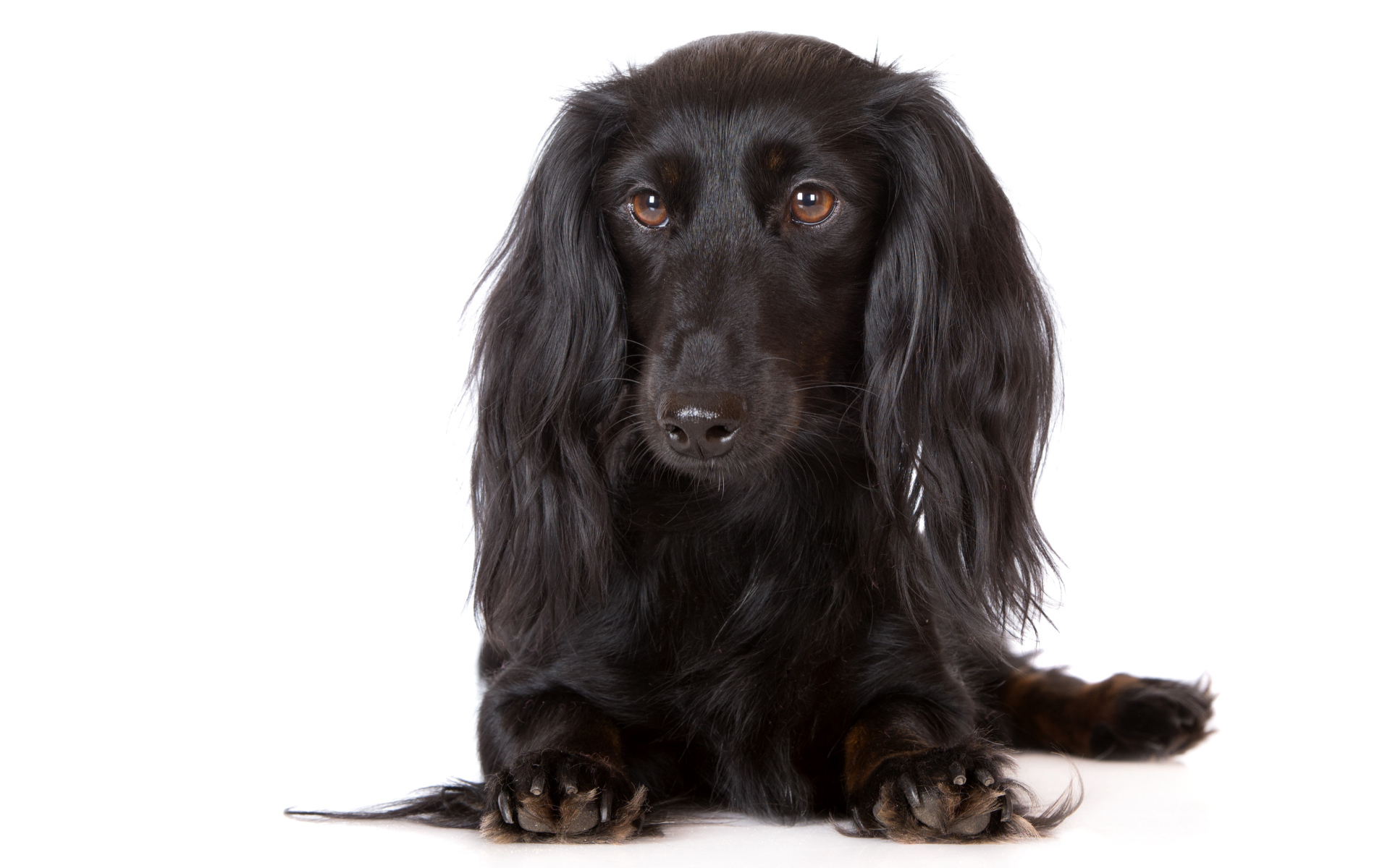 Черная такса на белом фоне