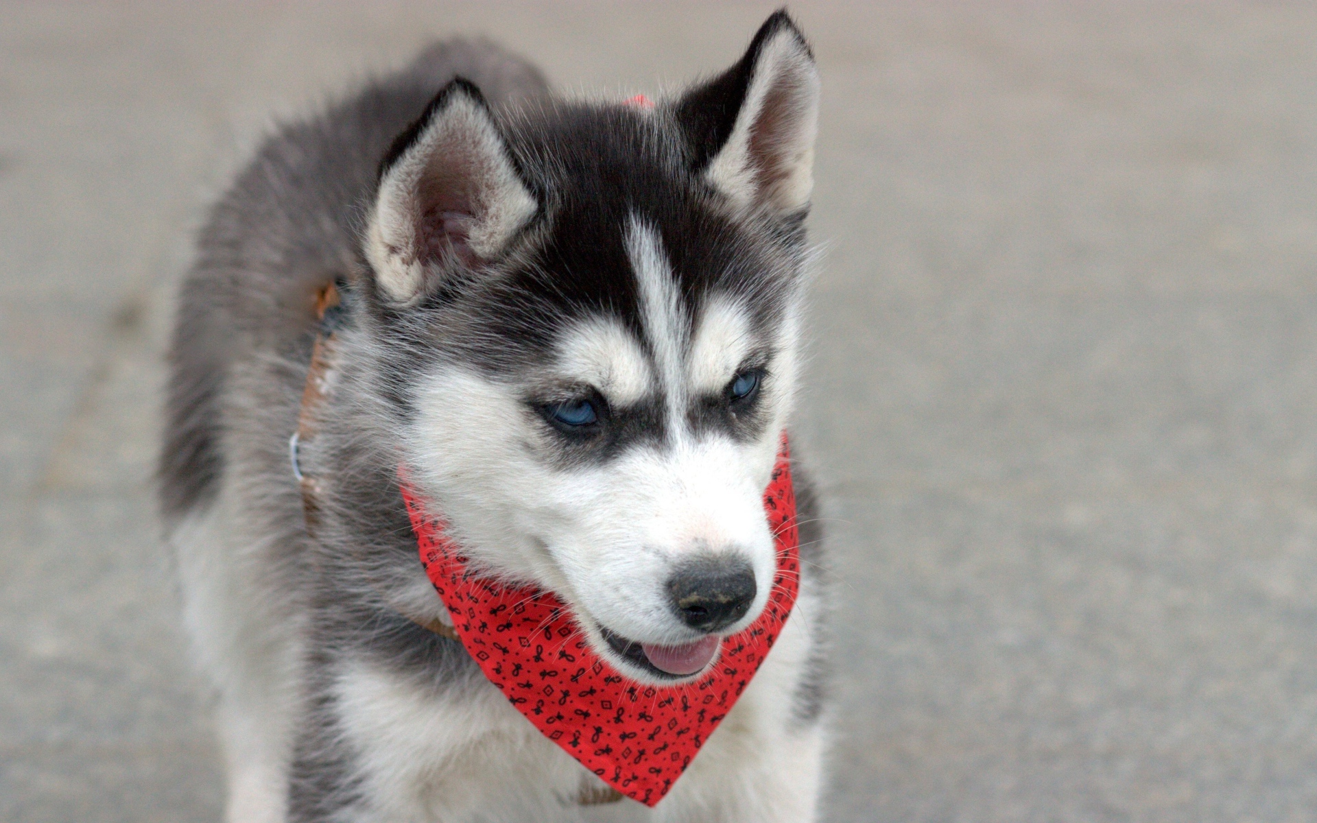 Голубоглазый щенок хаски с красным платком на шее