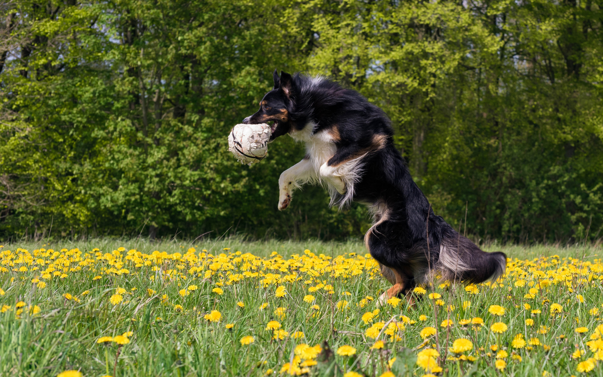 Собака породы бордер колли с мячом в зубах прыгает на поле с желтыми одуванчиками