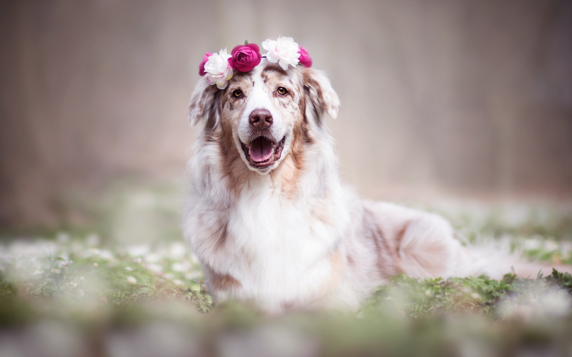 Веселая австралийская овчарка с венком на голове