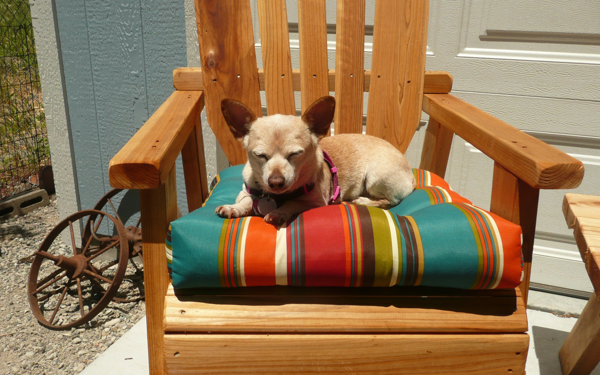 Чихуахуа спит в кресле