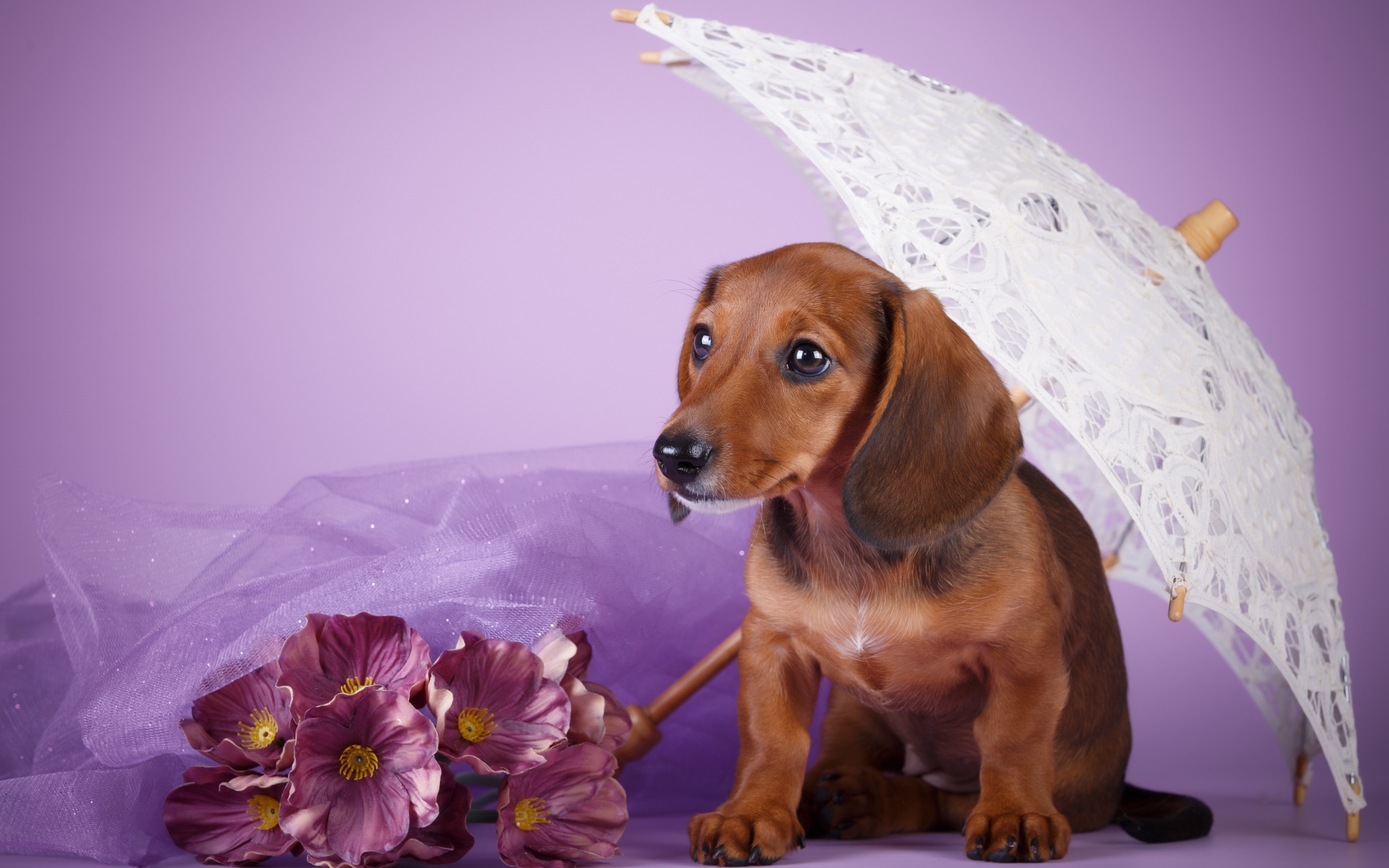 Такса под белым зонтом на фиолетовом фоне