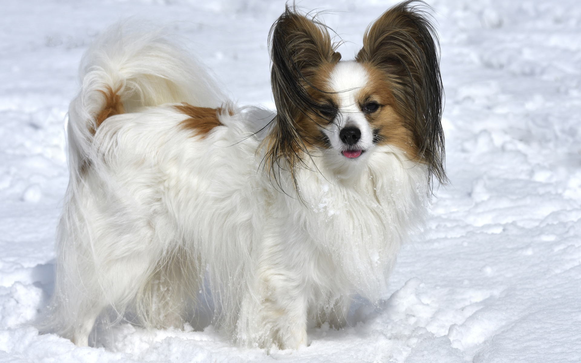 Пес породы Кинг-чарльз-спаниель стоит на снегу