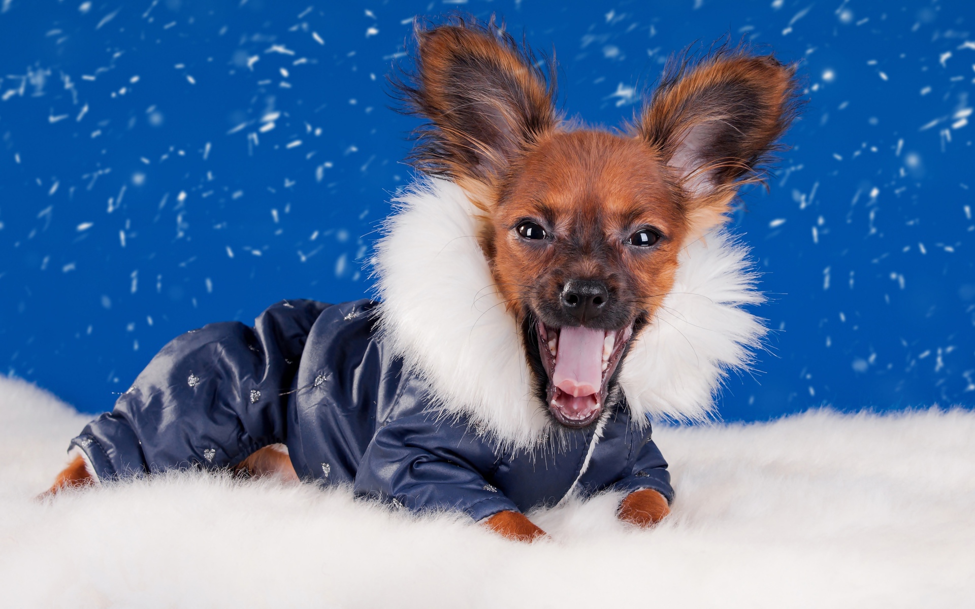 Смешной зевающий чихуахуа в костюме