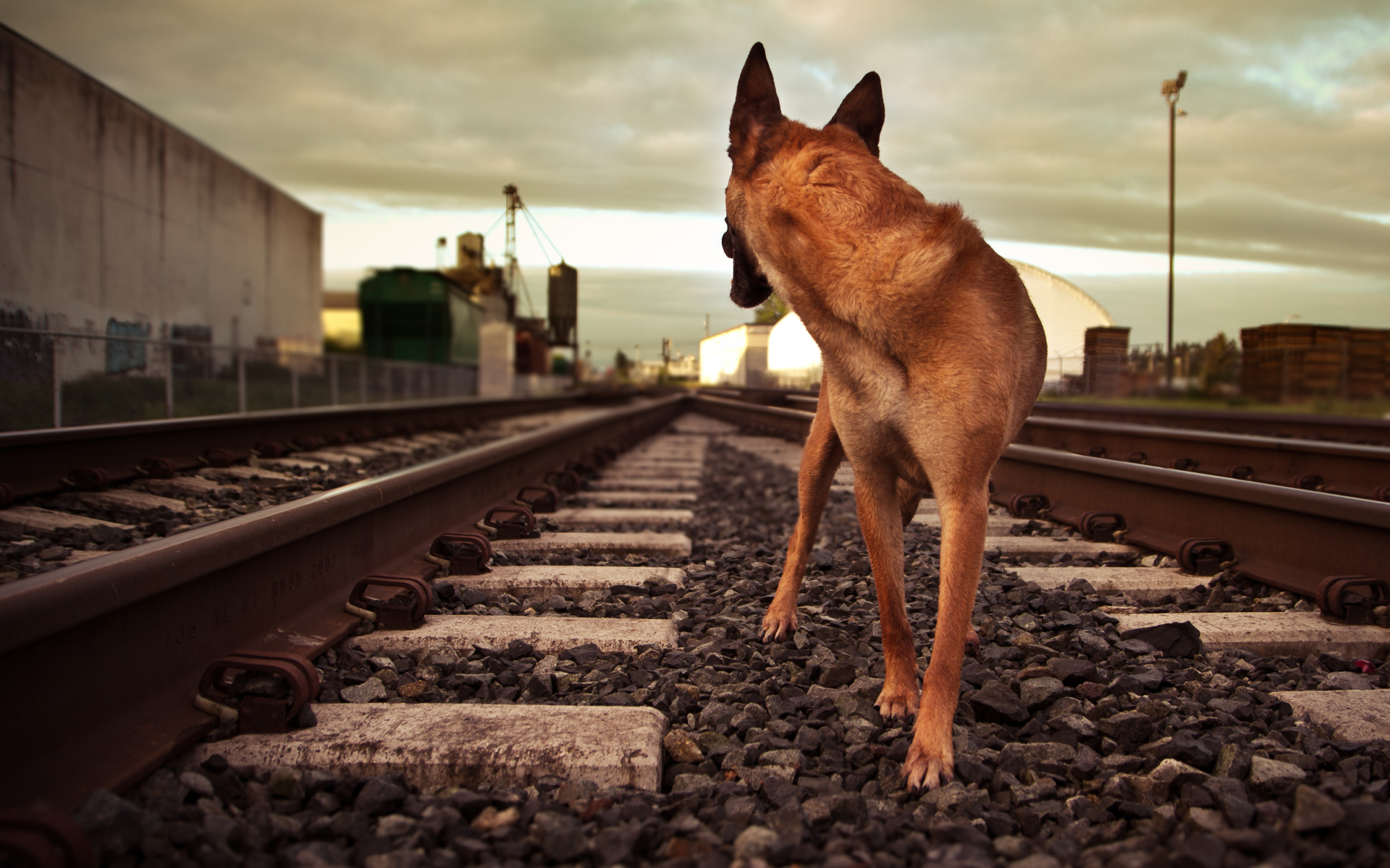 Немецкая овчарка бежит по железной дороге