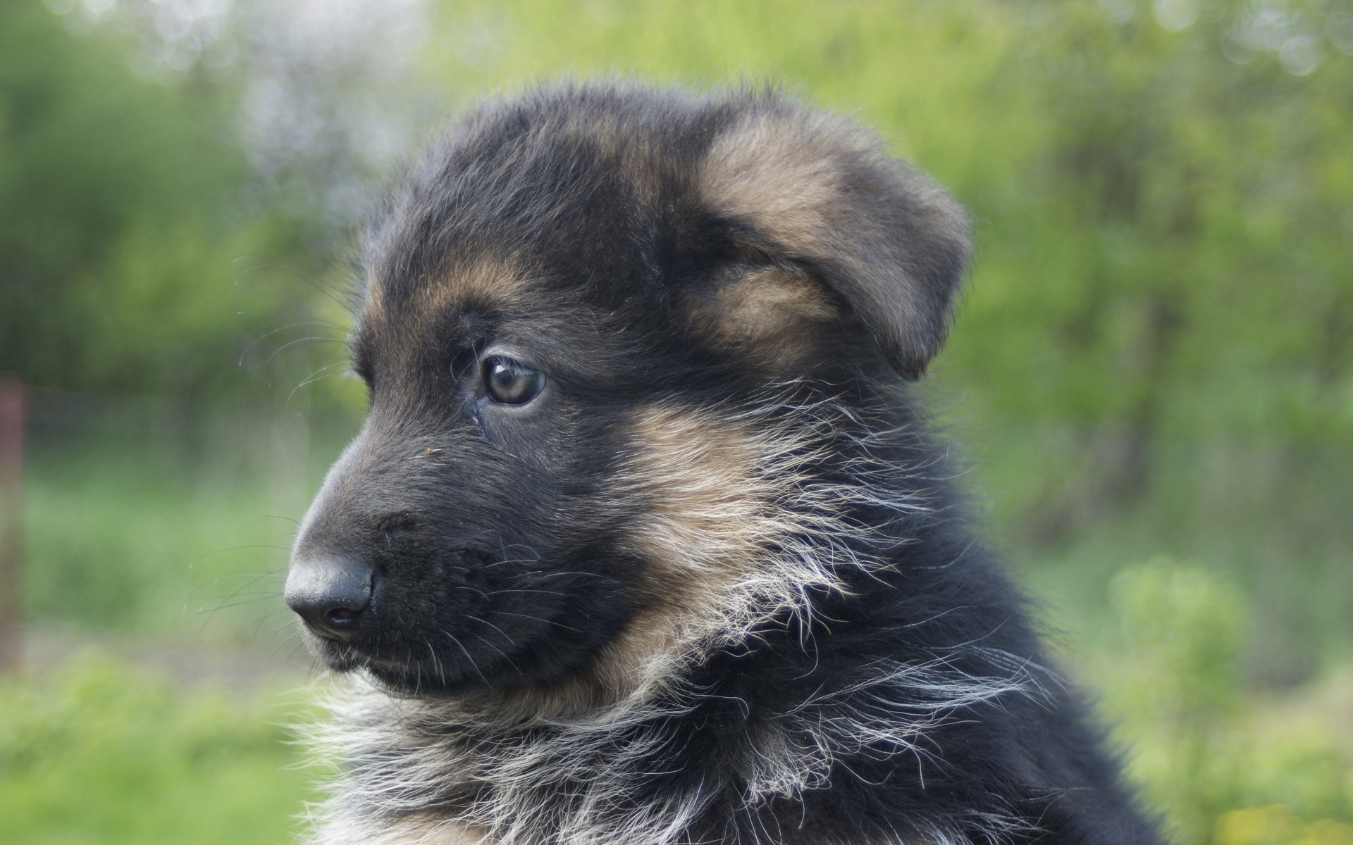 Щенок немецкой овчарки крупным планом
