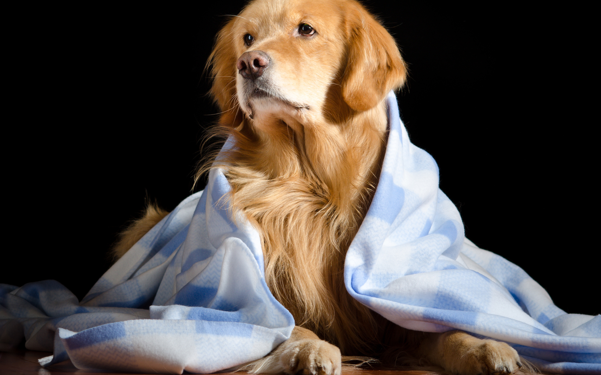 Золотистый ретривер лежит под пледом на черном фоне