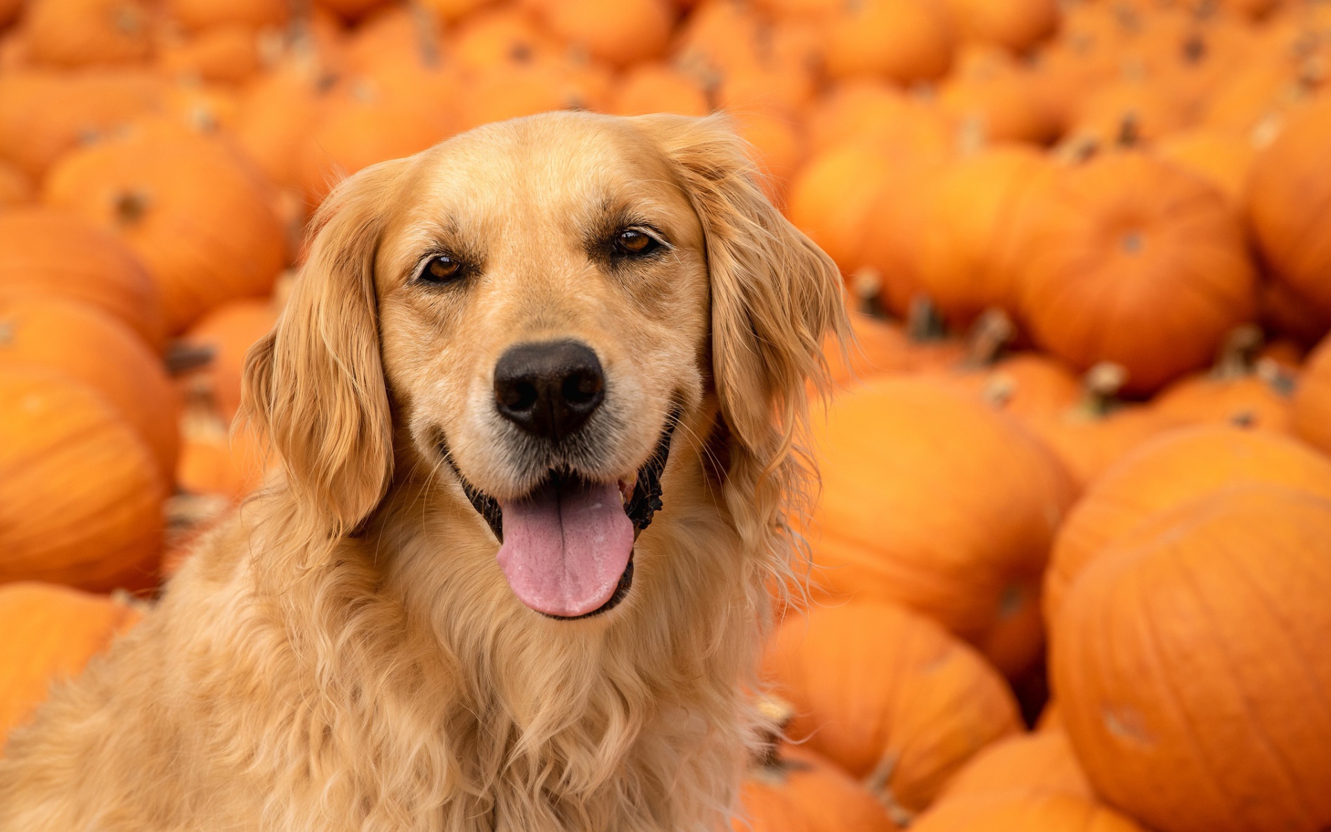 Золотистый ретривер с высунутым языком на фоне тыкв